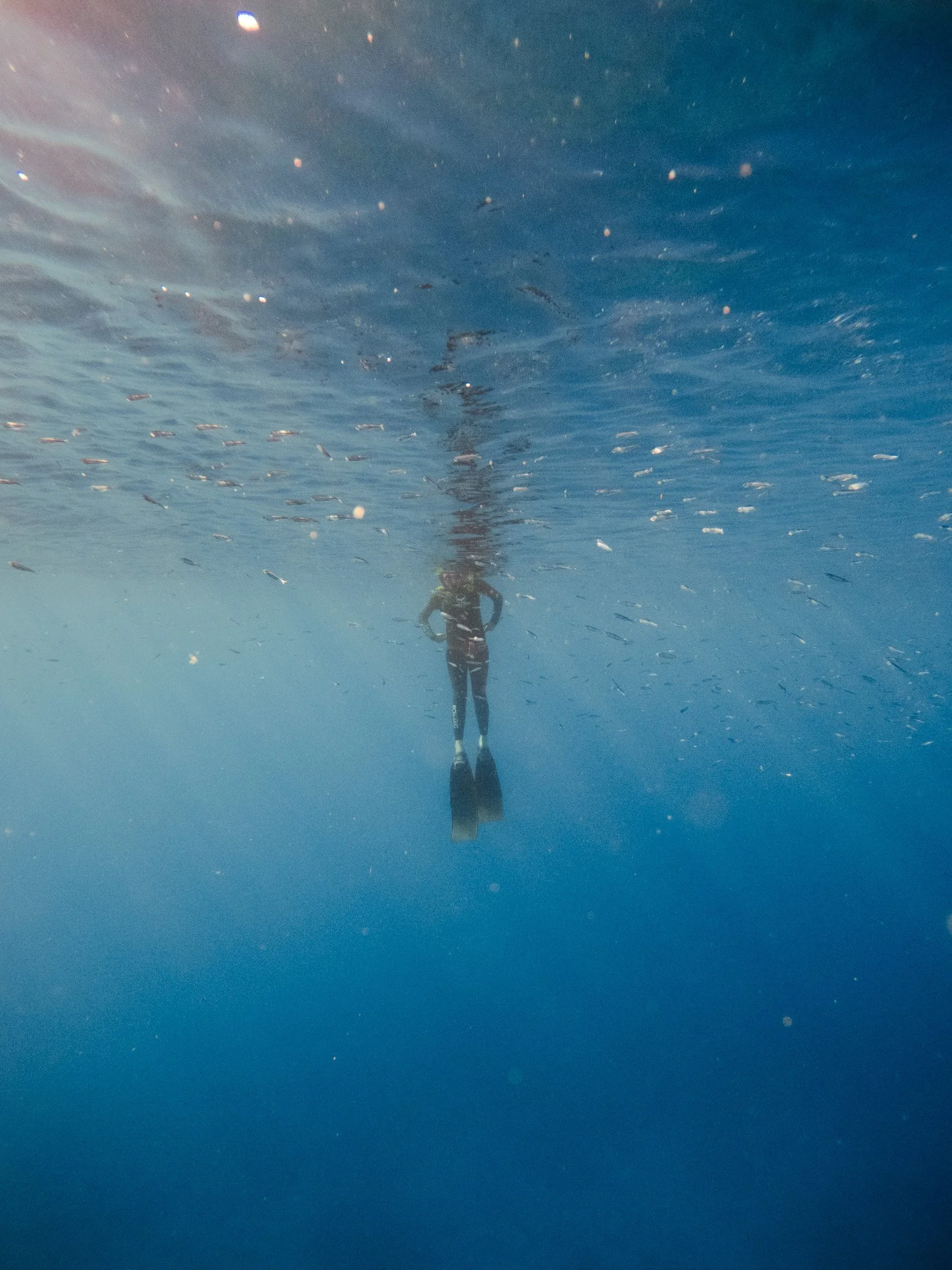 A person standing underwater wearing fins, surrounded by small fish.