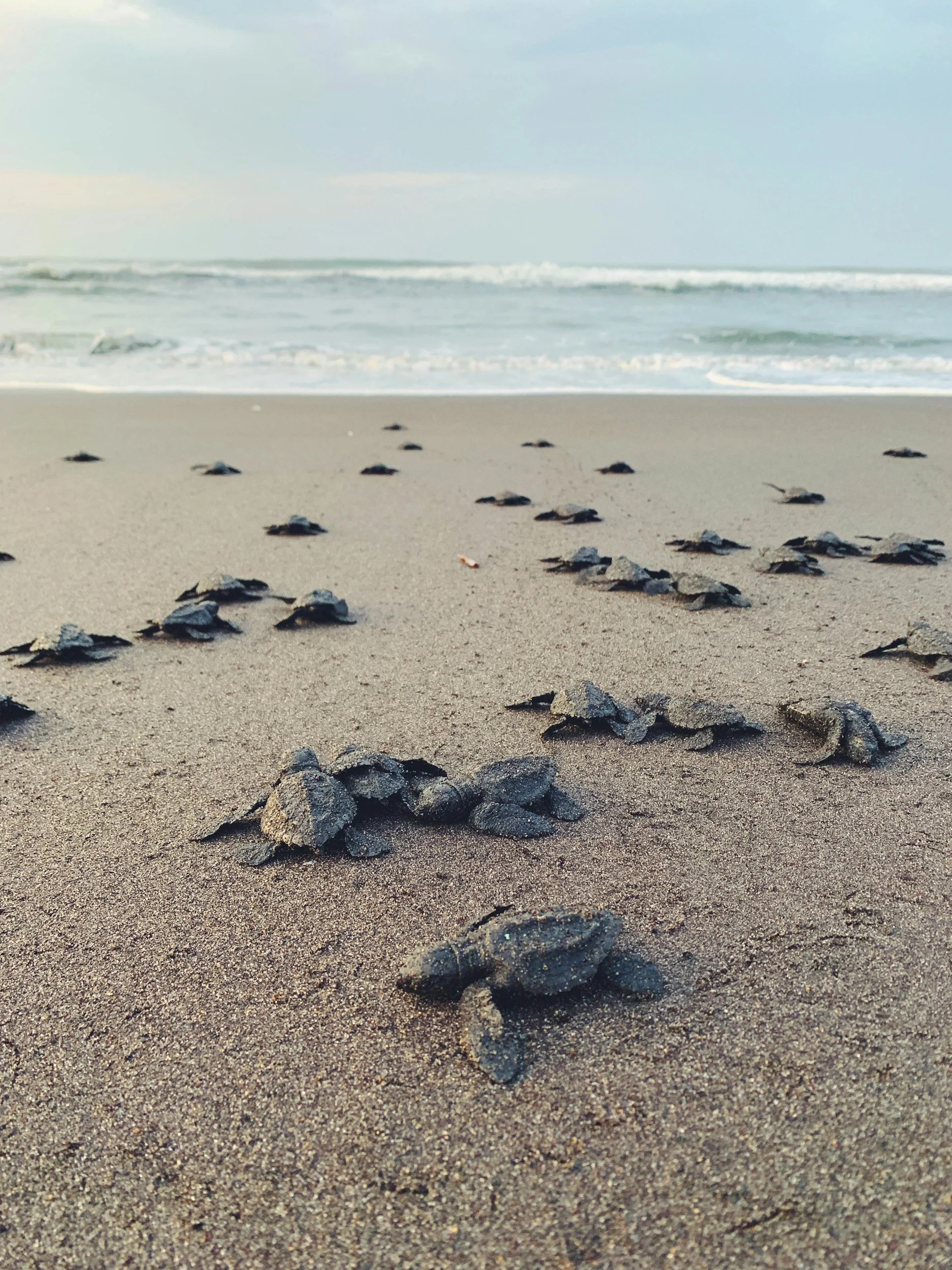 A line of baby sea turtles crawling across the sandy beach towards the ocean with waves in the background.