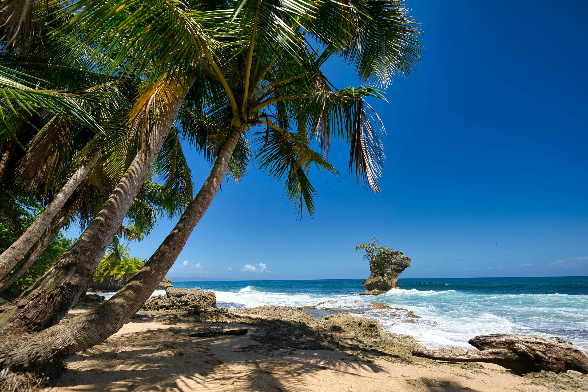 Tropical beach with tall palm trees, sandy shore, rocky formations, and a large sea stack in the ocean under a clear blue sky.