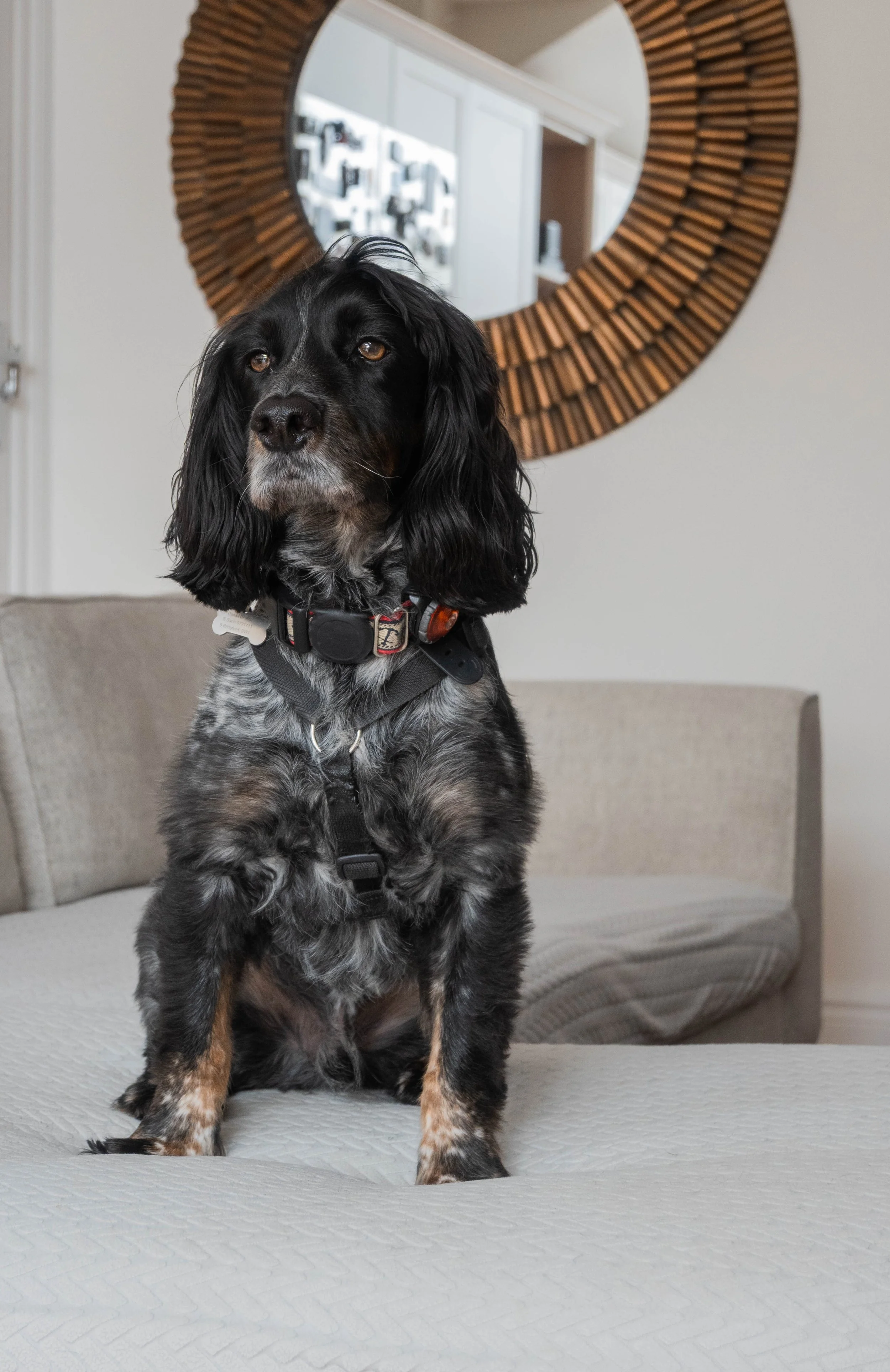 a beautiful black and white cocker spaniel