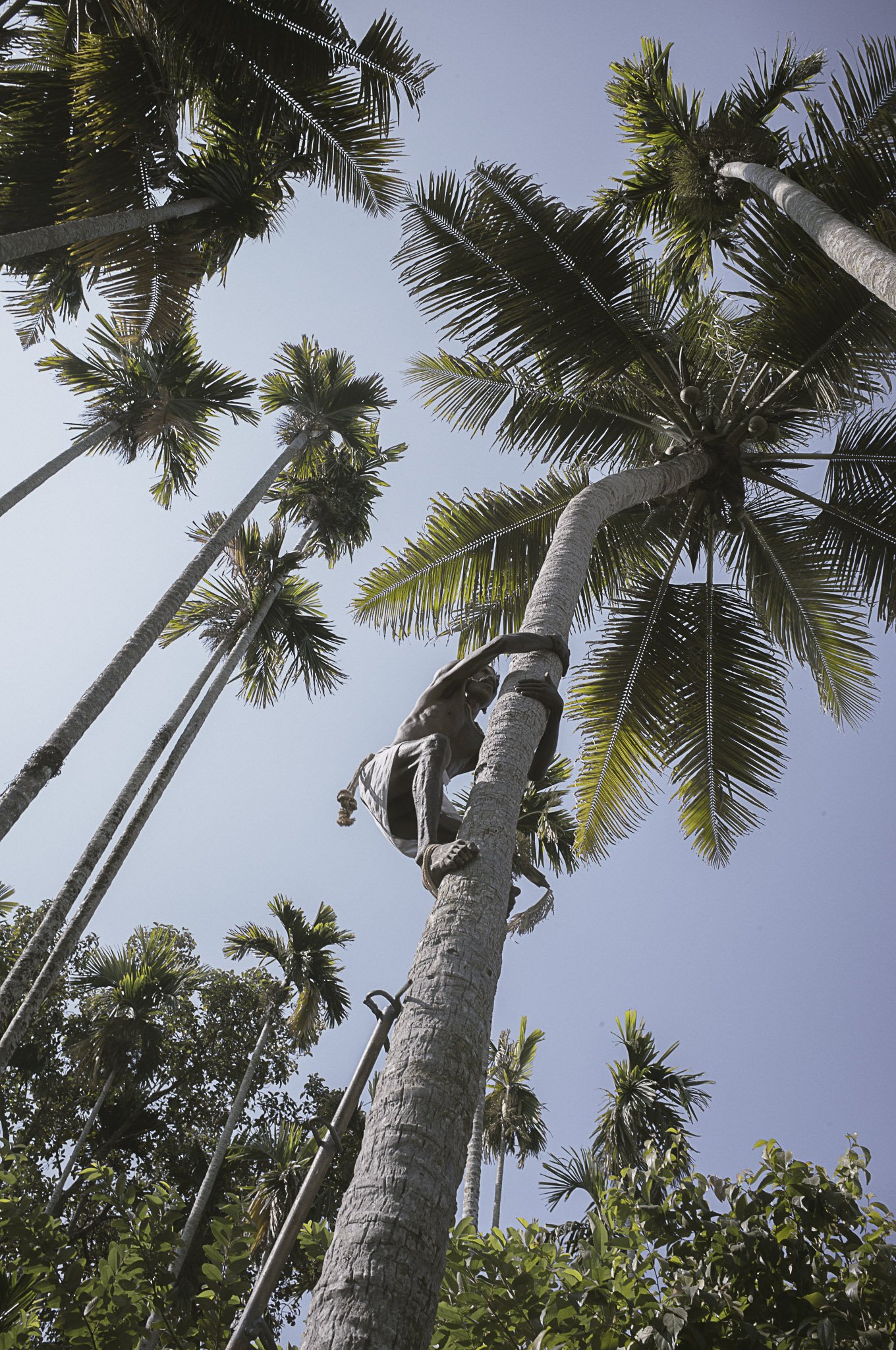 Un uomo senza maglietta sta salendo su una palma con l'ausilio di una pertica metallica, circondato da altri alberi di palma sotto un cielo azzurro.