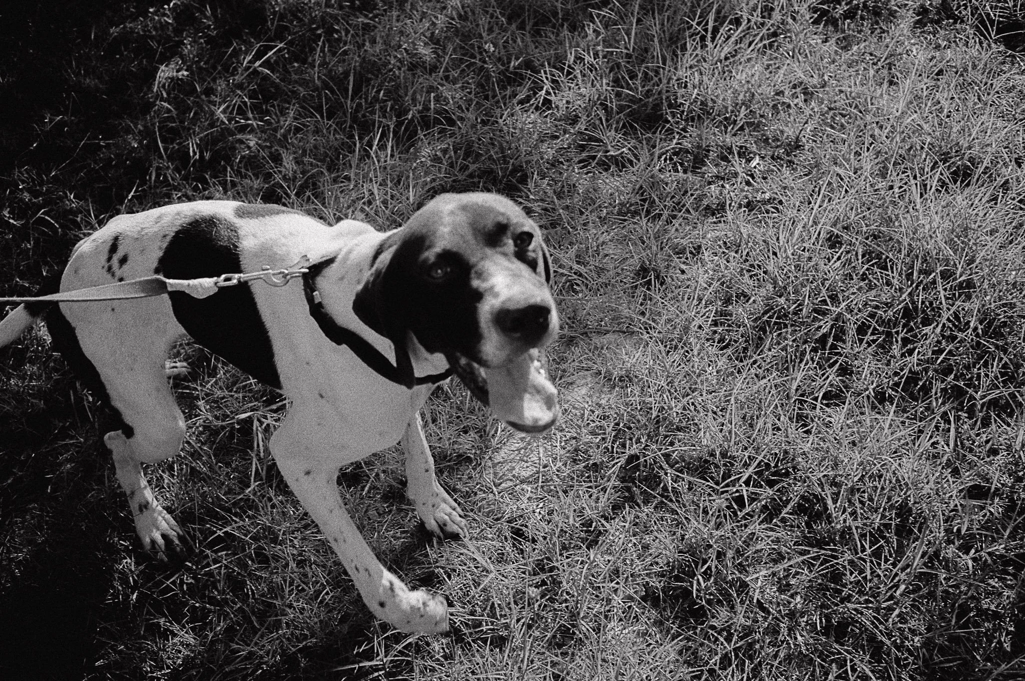 Cane bianco con macchie nere su erba alta, con bocca aperta, in posa guardando verso la fotocamera.