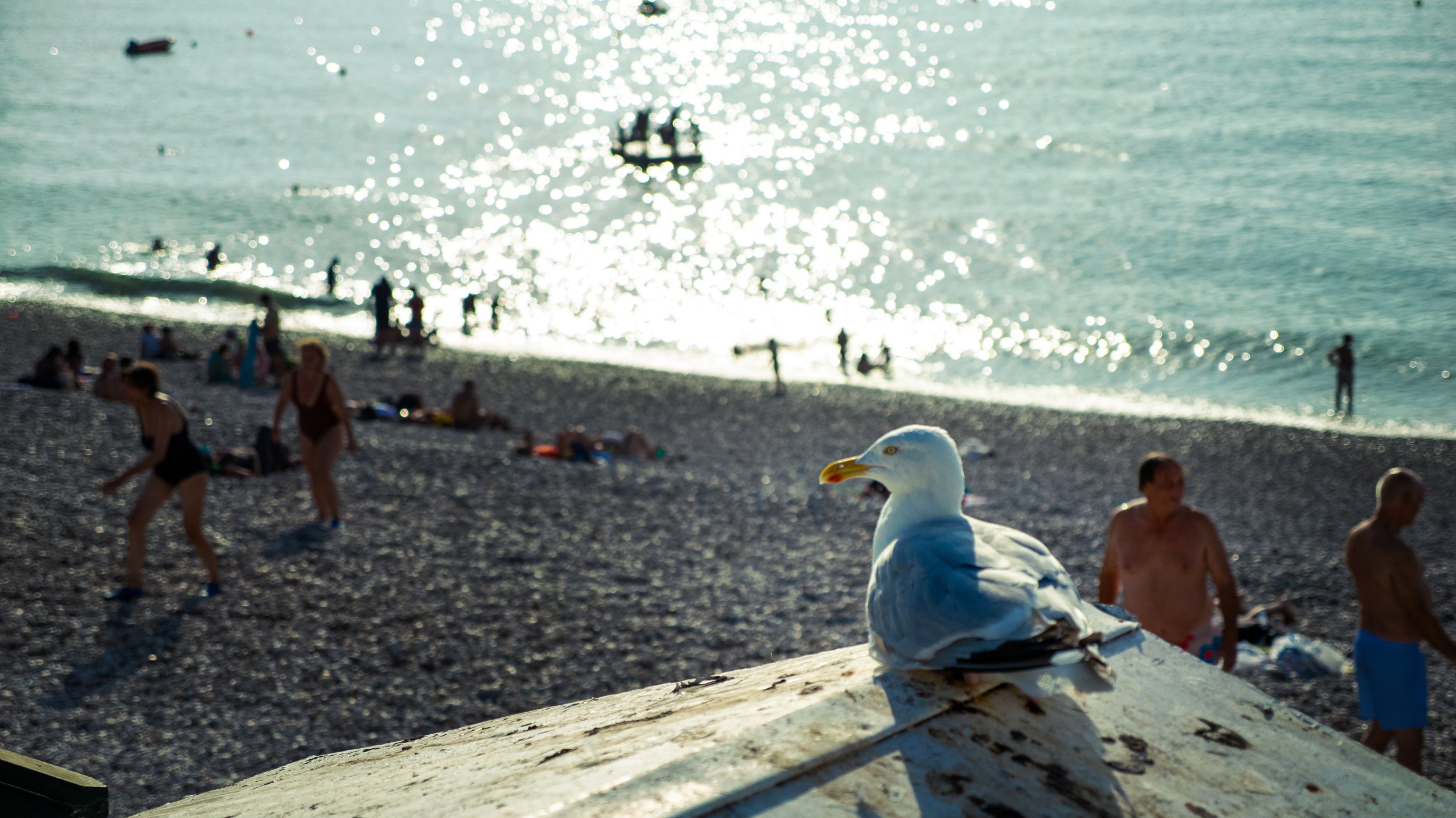 Un goéland posé sur une surface en bois près de la plage, où des personnes en maillot de bain se baignent et jouent dans la mer, avec le soleil brillant sur l'eau en arrière-plan.