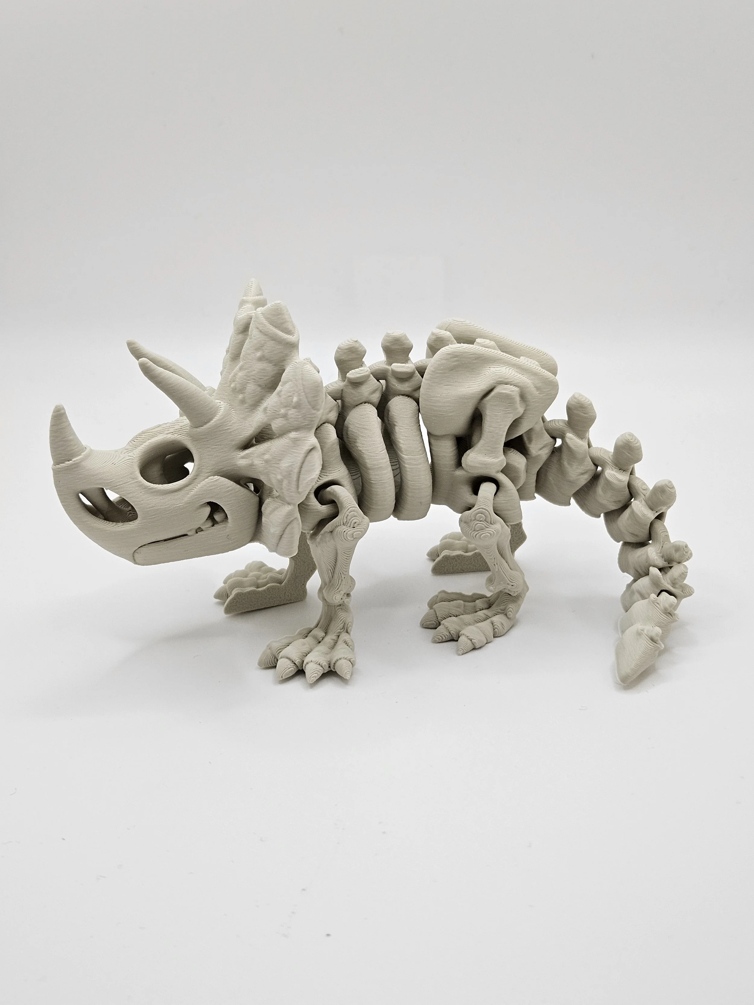 Triceratops Dinosaur Skeleton Model
