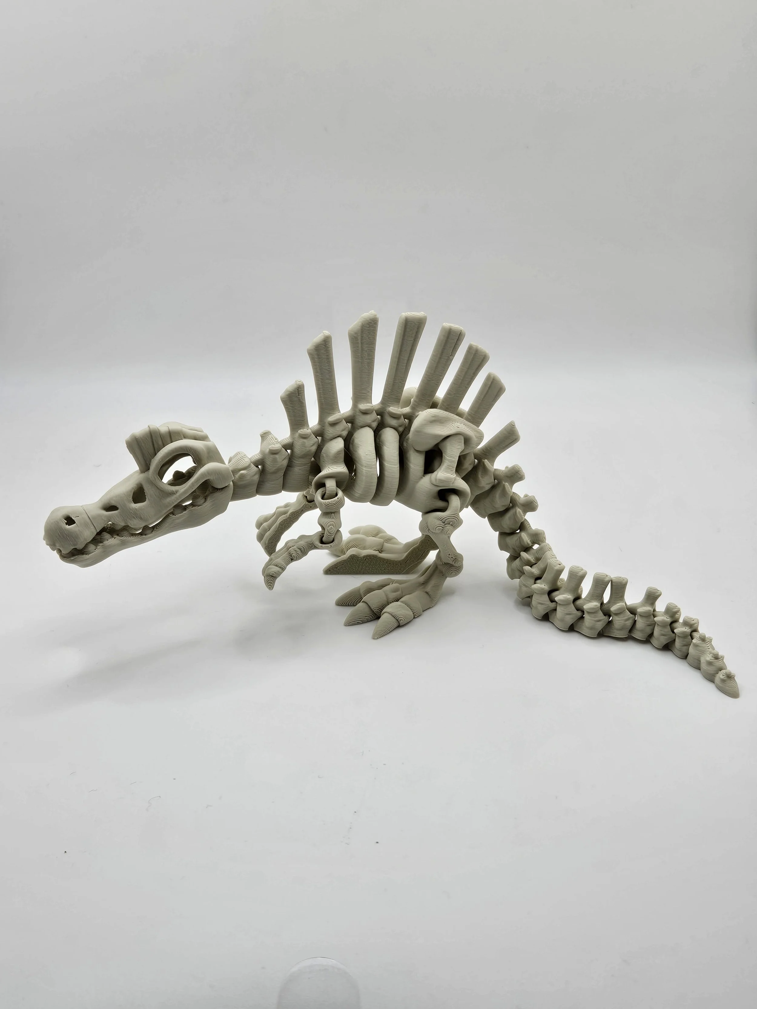 Spinosaurus Dinosaur Skeleton Model