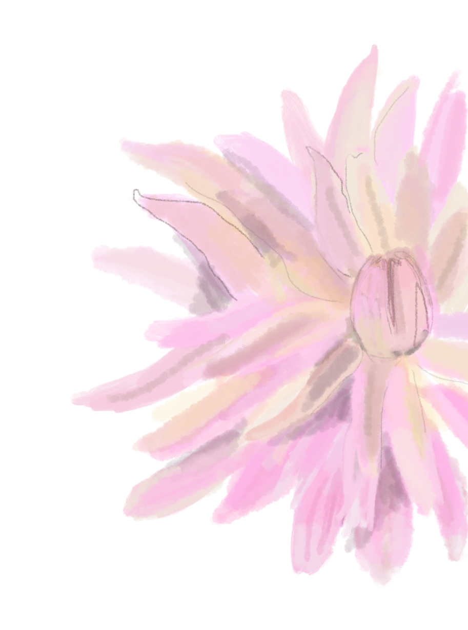 Watercolor illustration of a pink and yellow flower with multiple petals.