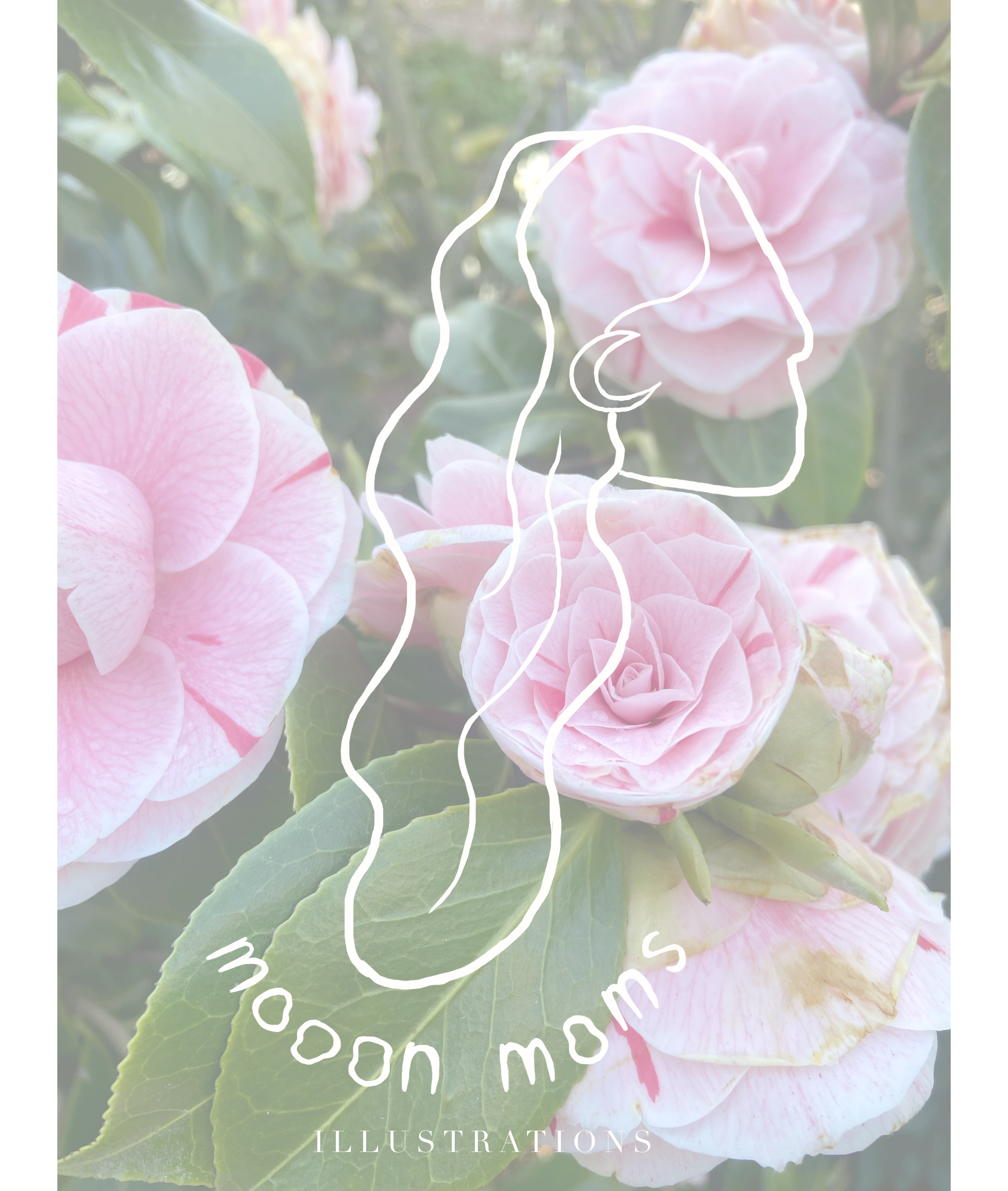 Close-up of pink camellia flowers with green leaves, with white outline and text overlay on the image.