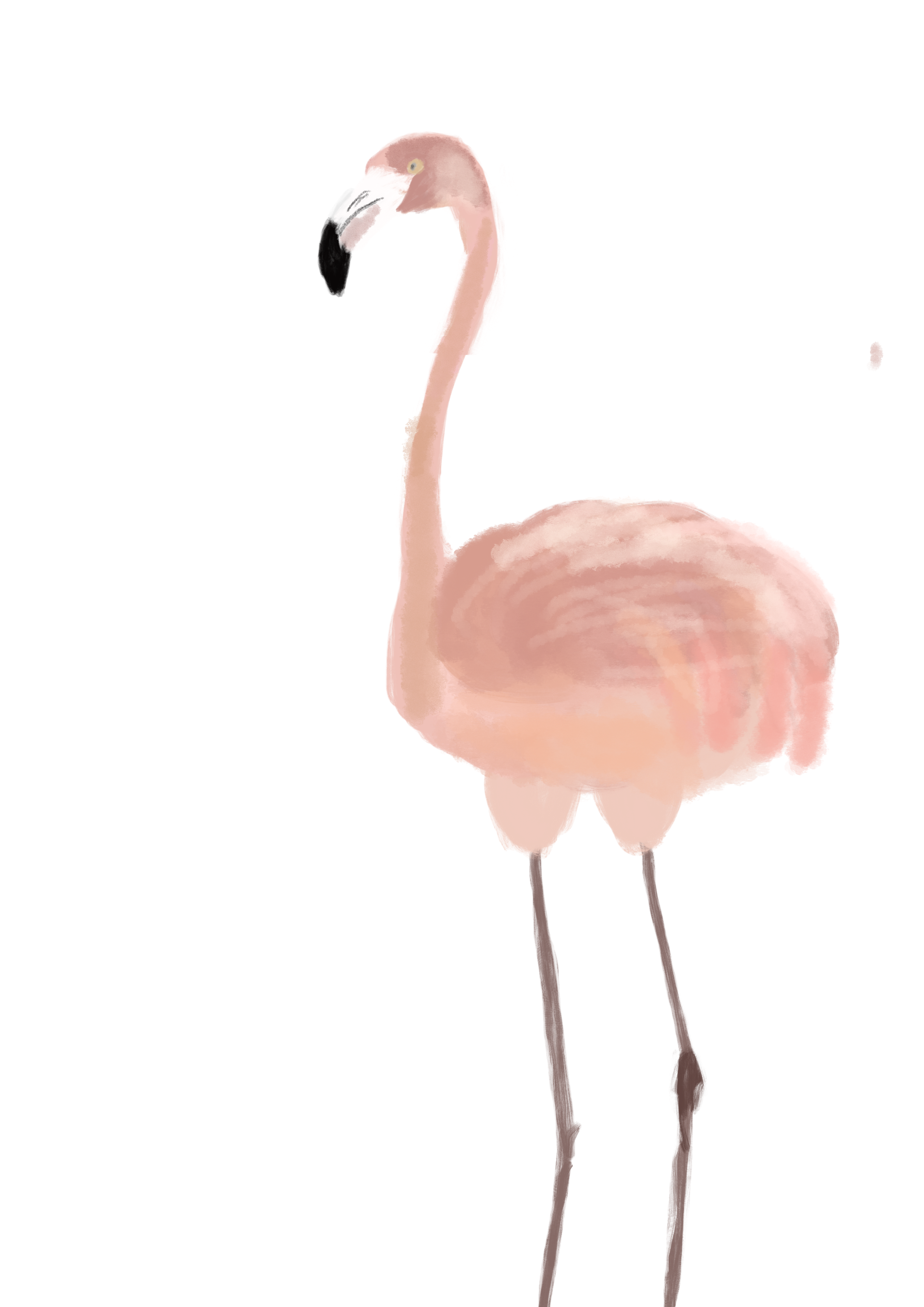 Flamingo.png