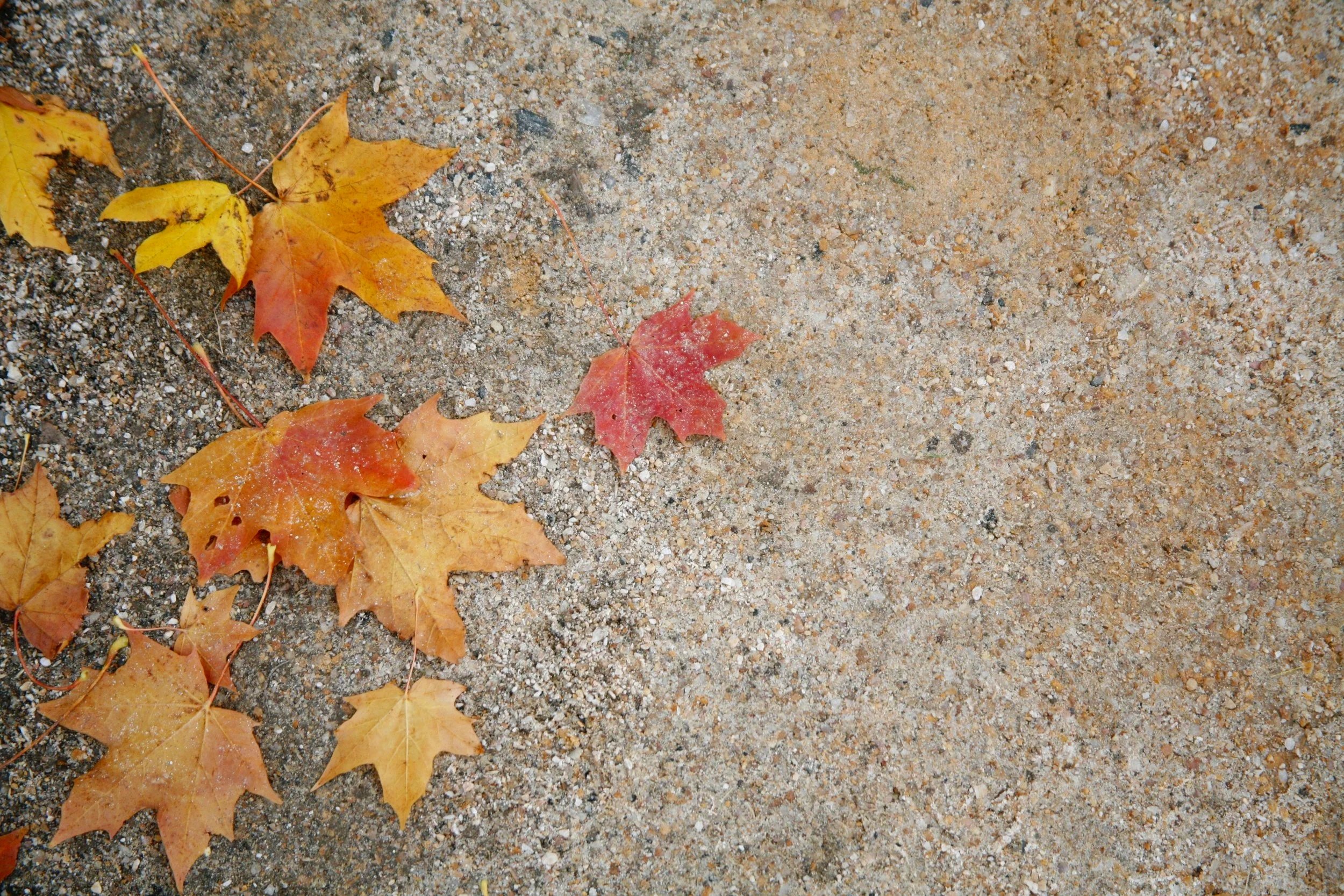 Autumn leaves on a sandy ground, some leaves are yellow, others are red, scattered on the dirt.