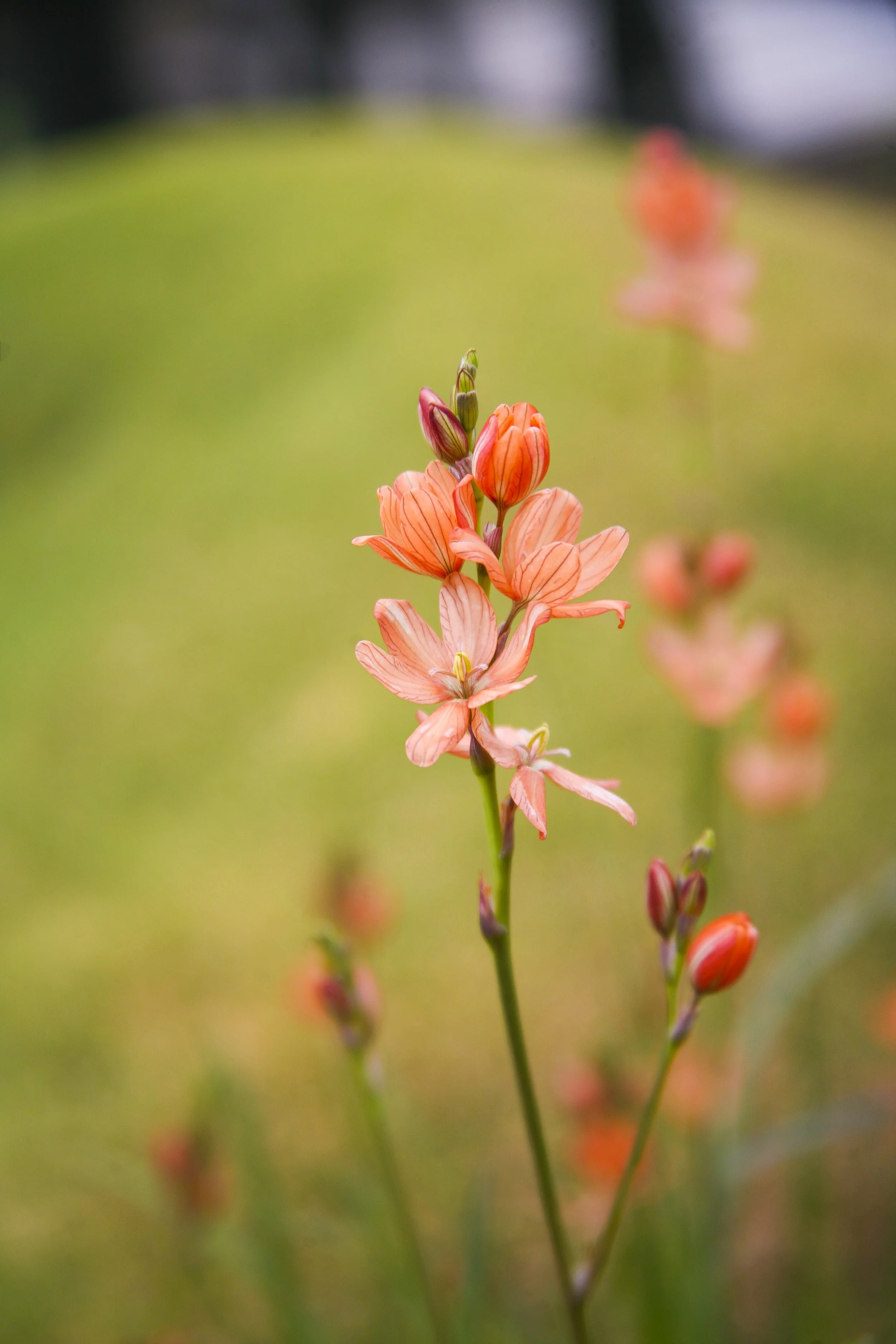 Close-up of orange and pink flowers blooming on a green grassy background.