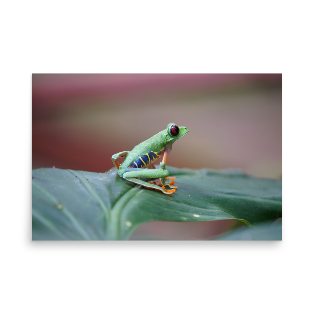 Photo Paper Print (SDI-003)