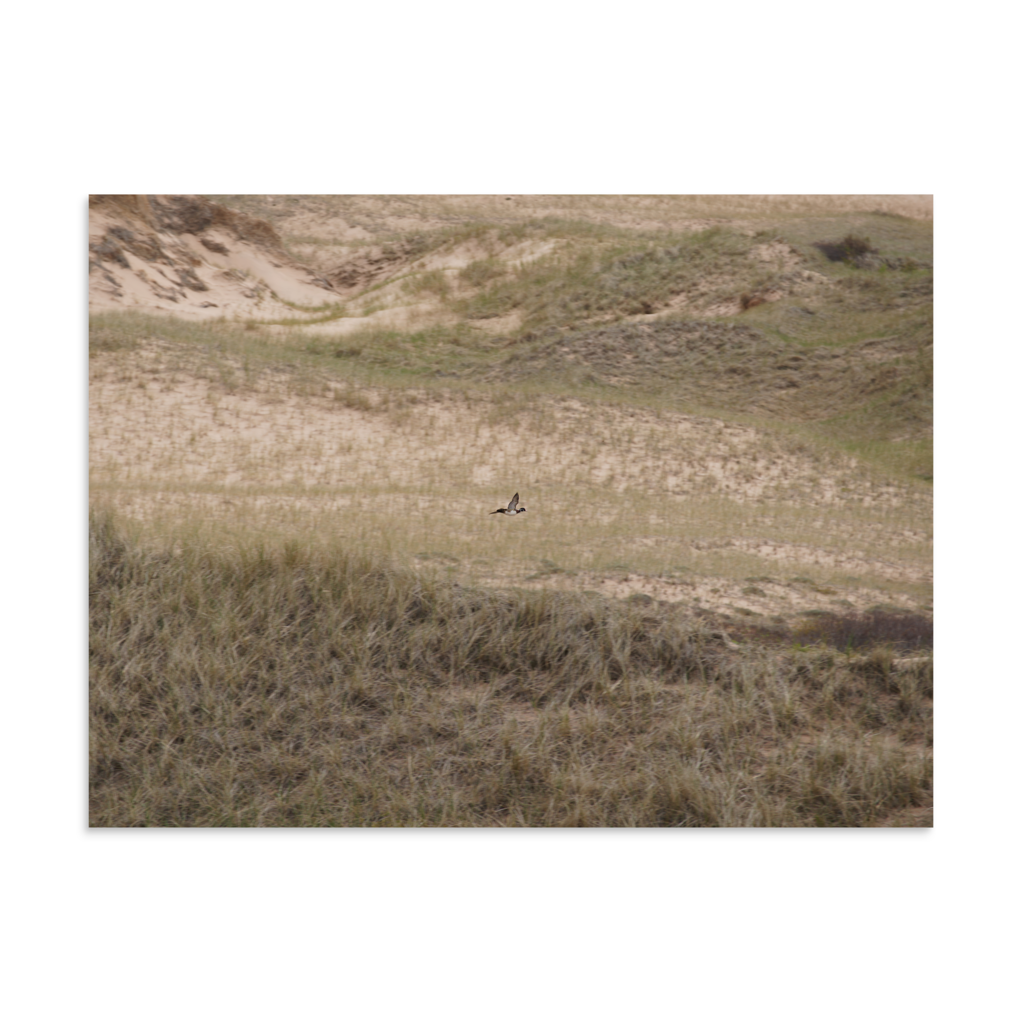 Photo Paper Print (SDI-706)