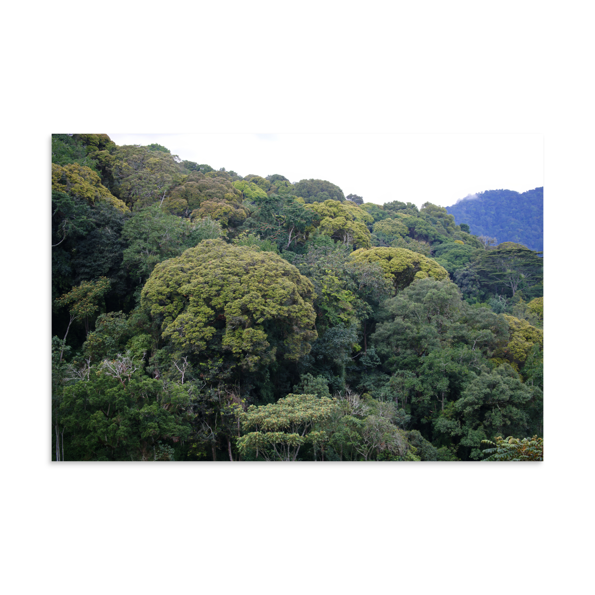 premium-luster-photo-paper-poster-(in)-16x24-front-6a542fb3e2d84.png