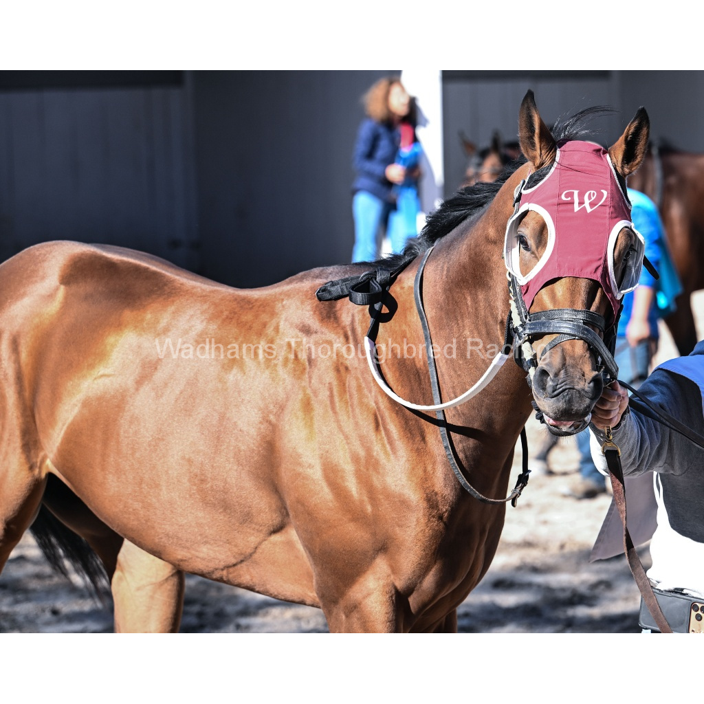 Rockin' Red Blinkers 2