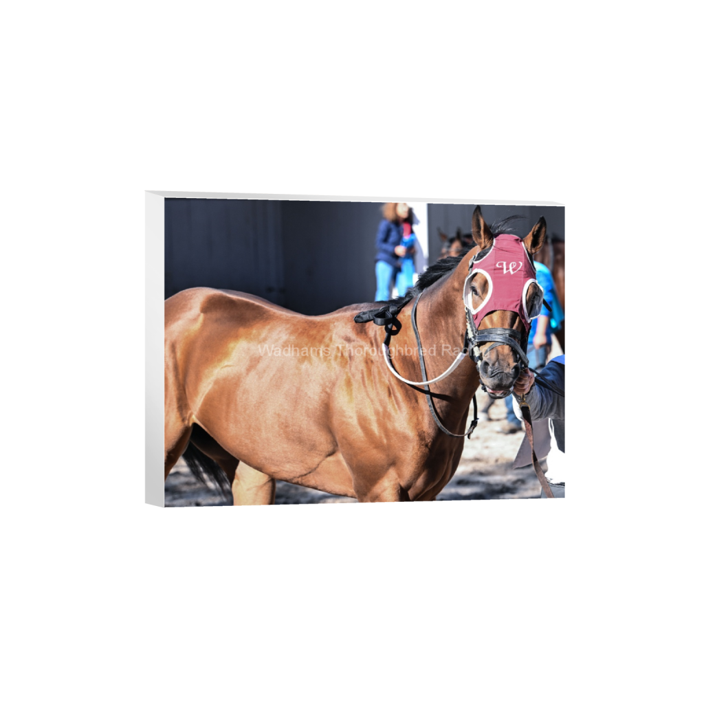 Rockin' Red Blinkers 2