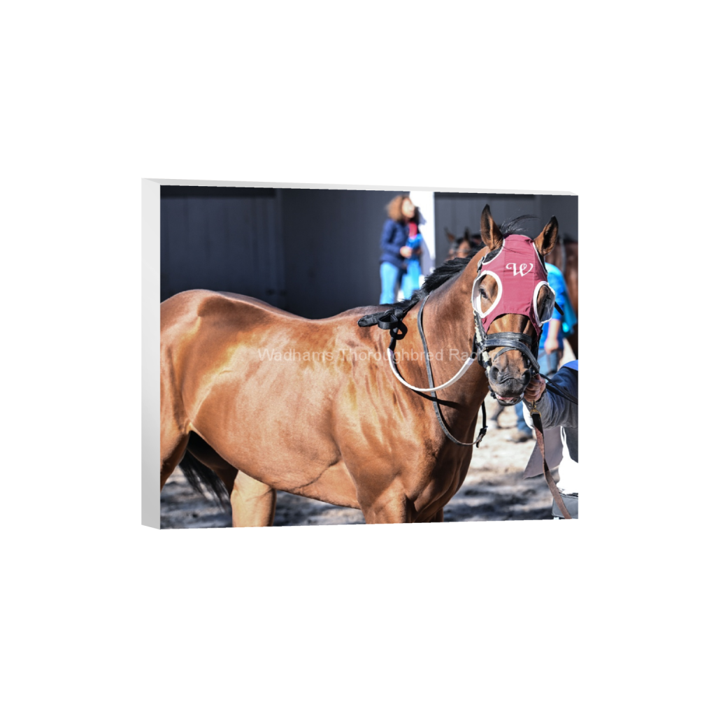 Rockin' Red Blinkers 2