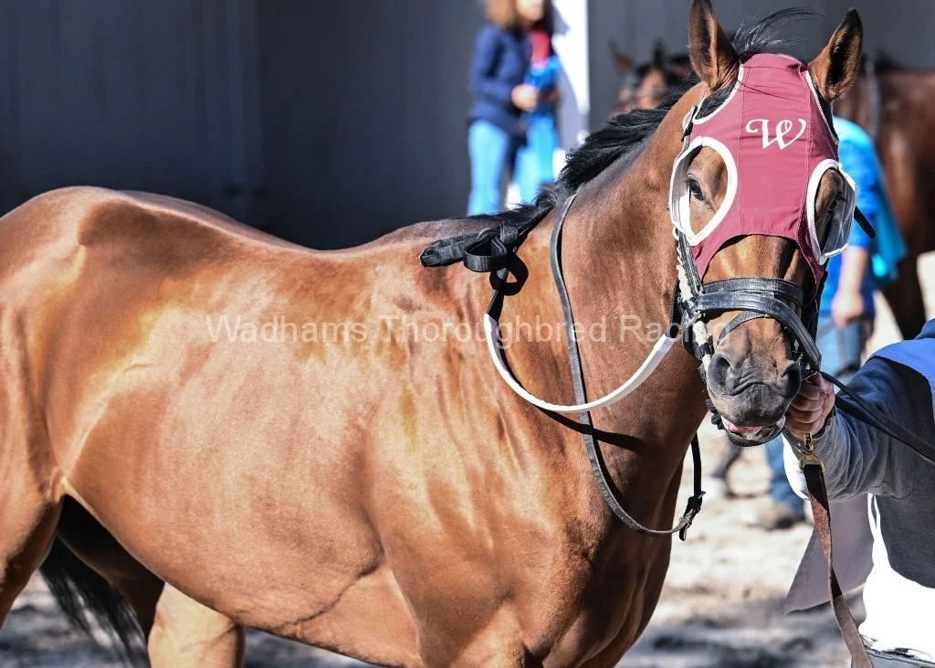 Rockin' Red Blinkers 2