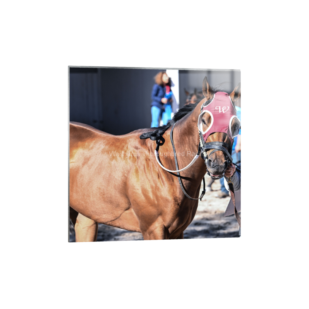 Rockin' Red Blinkers 2