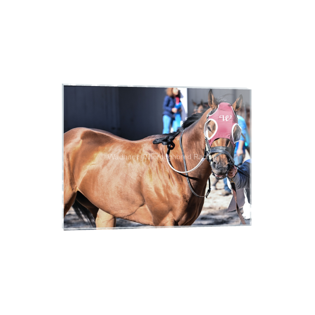 Rockin' Red Blinkers 2