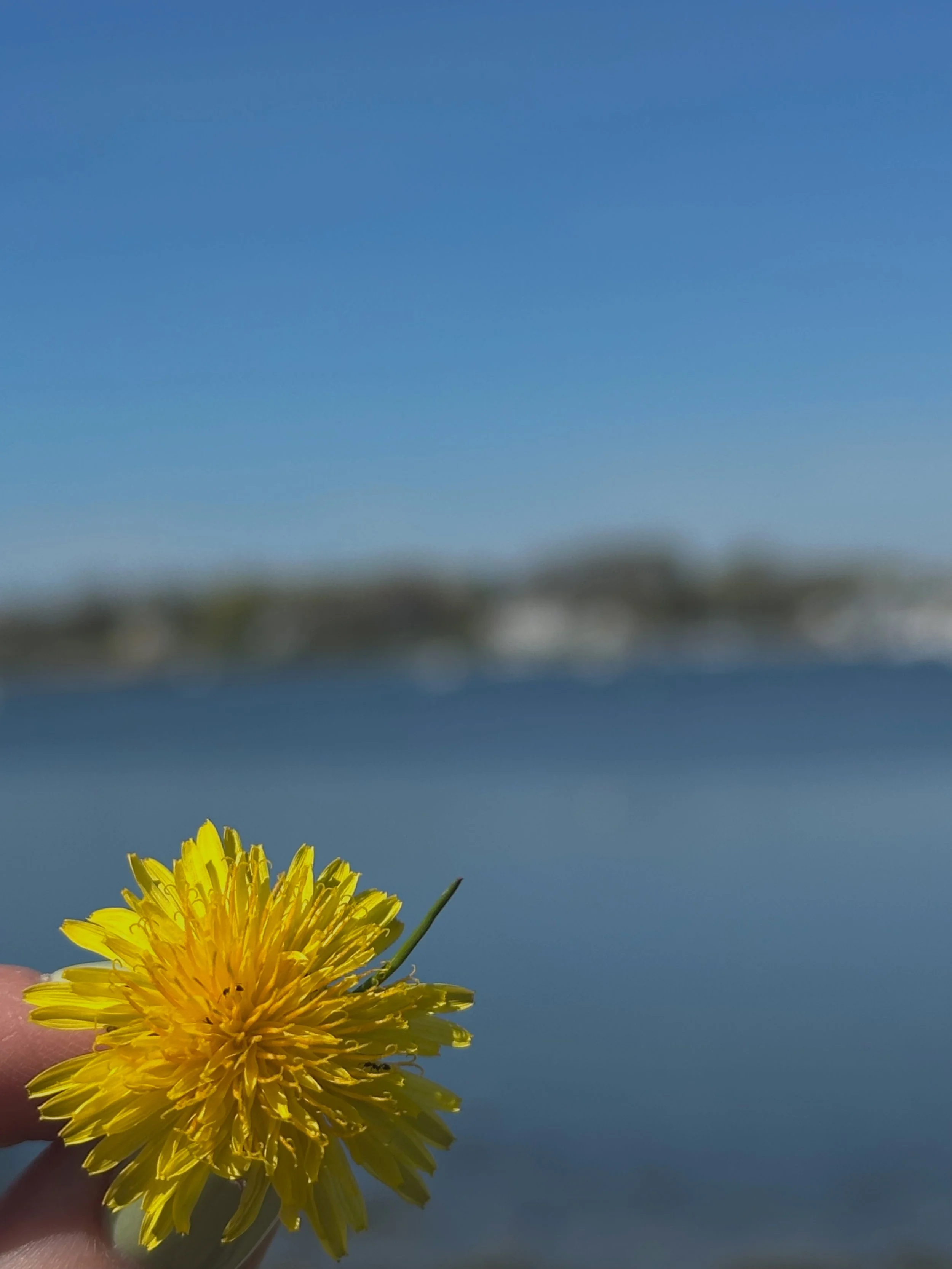 I Was Today Years Old When I Learned This About Dandelions