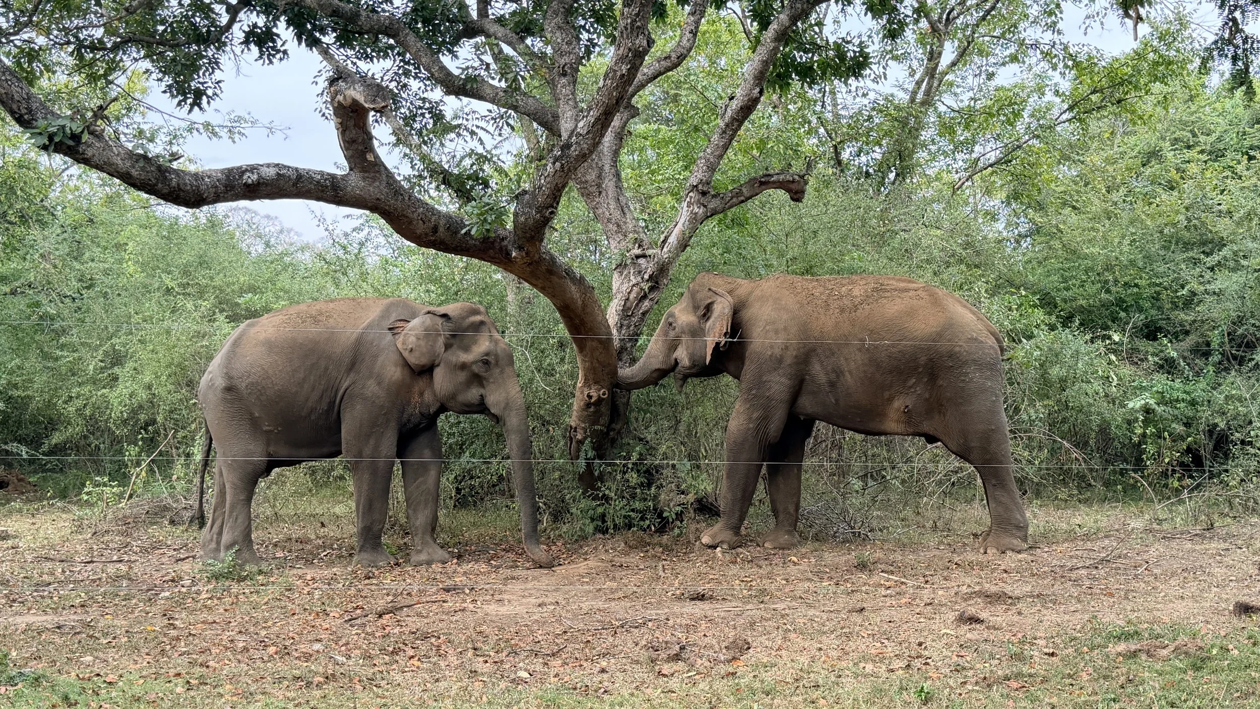 Elephants!!! Up Close!!
