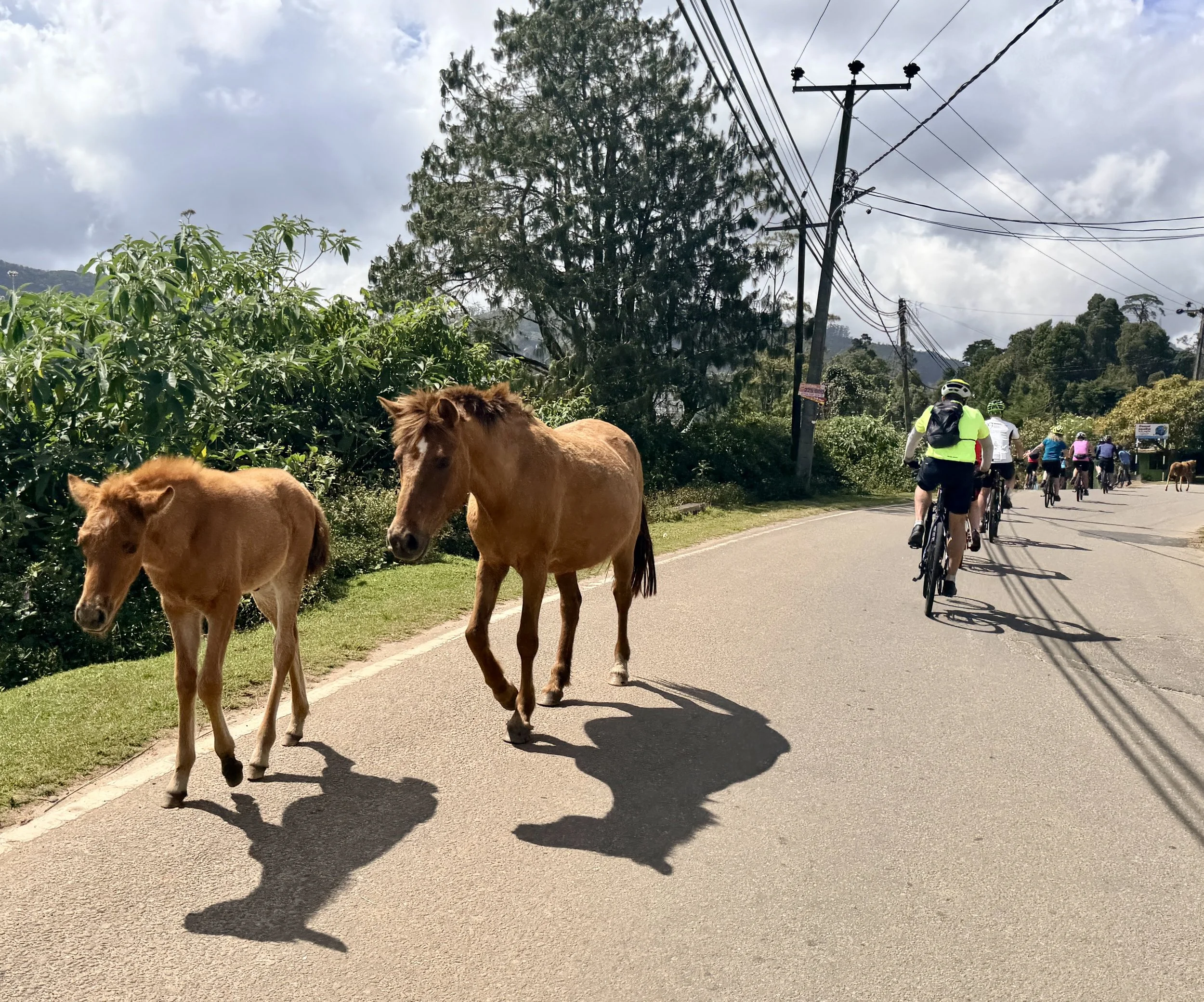 All the fun things we shared the roads with while cycling.