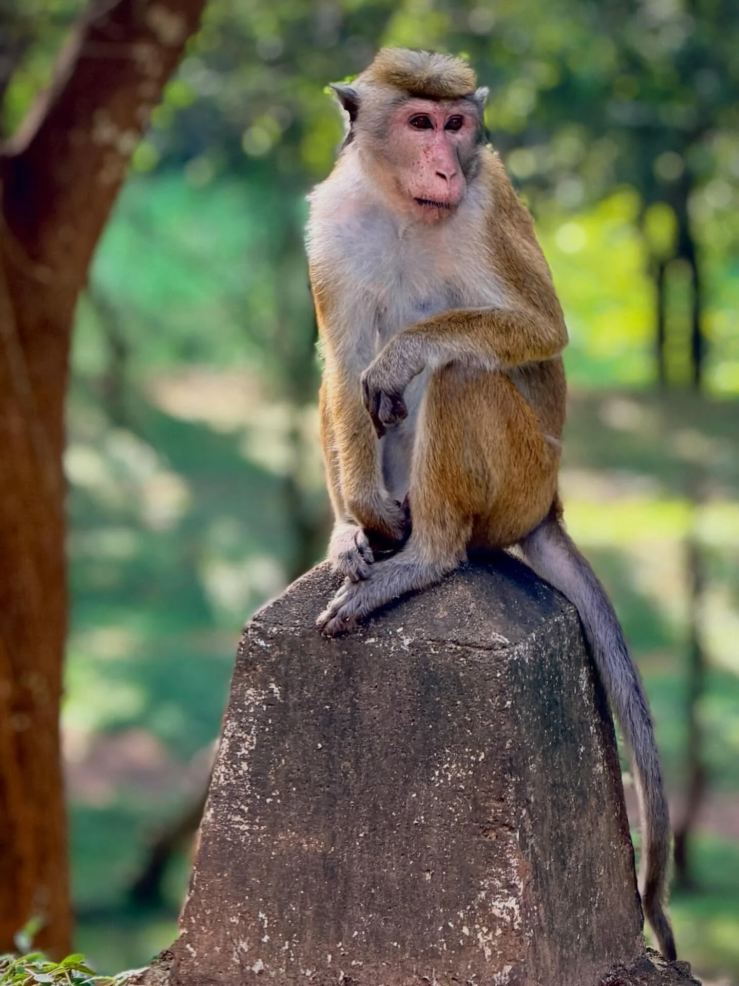 Monkey see. Monkey&hellip;DON&rsquo;T!  Check out the new Passage on my blog tracedmoments.ca