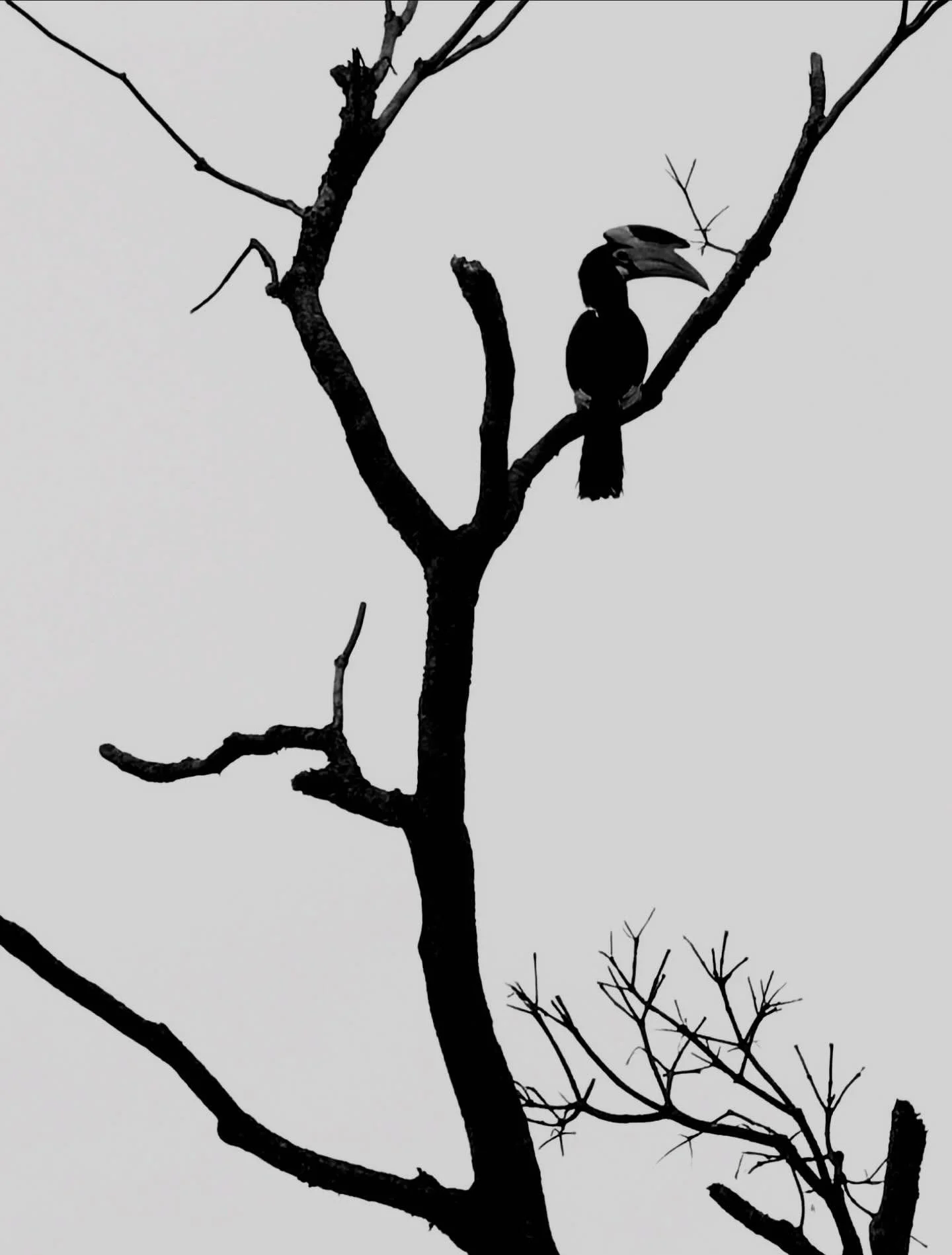 And you think you have big bills- the Hornbill is the only bird in which the 1st and 2nd vertebrae are fused together to help support its big bill!