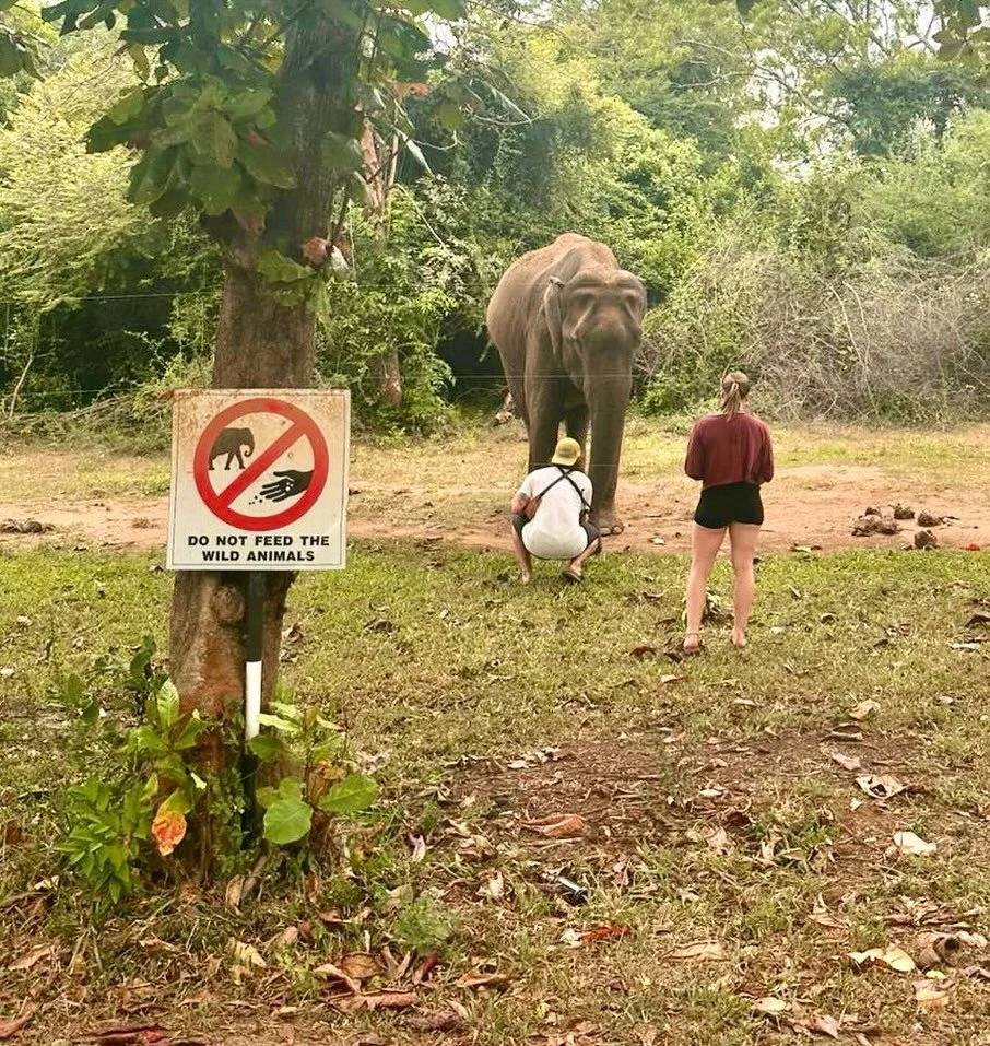 These idiots give tourists a bad name.  Do NOT feed the wild animals, no matter where you go - and definitely don&rsquo;t feed the elephants in Sri Lanka