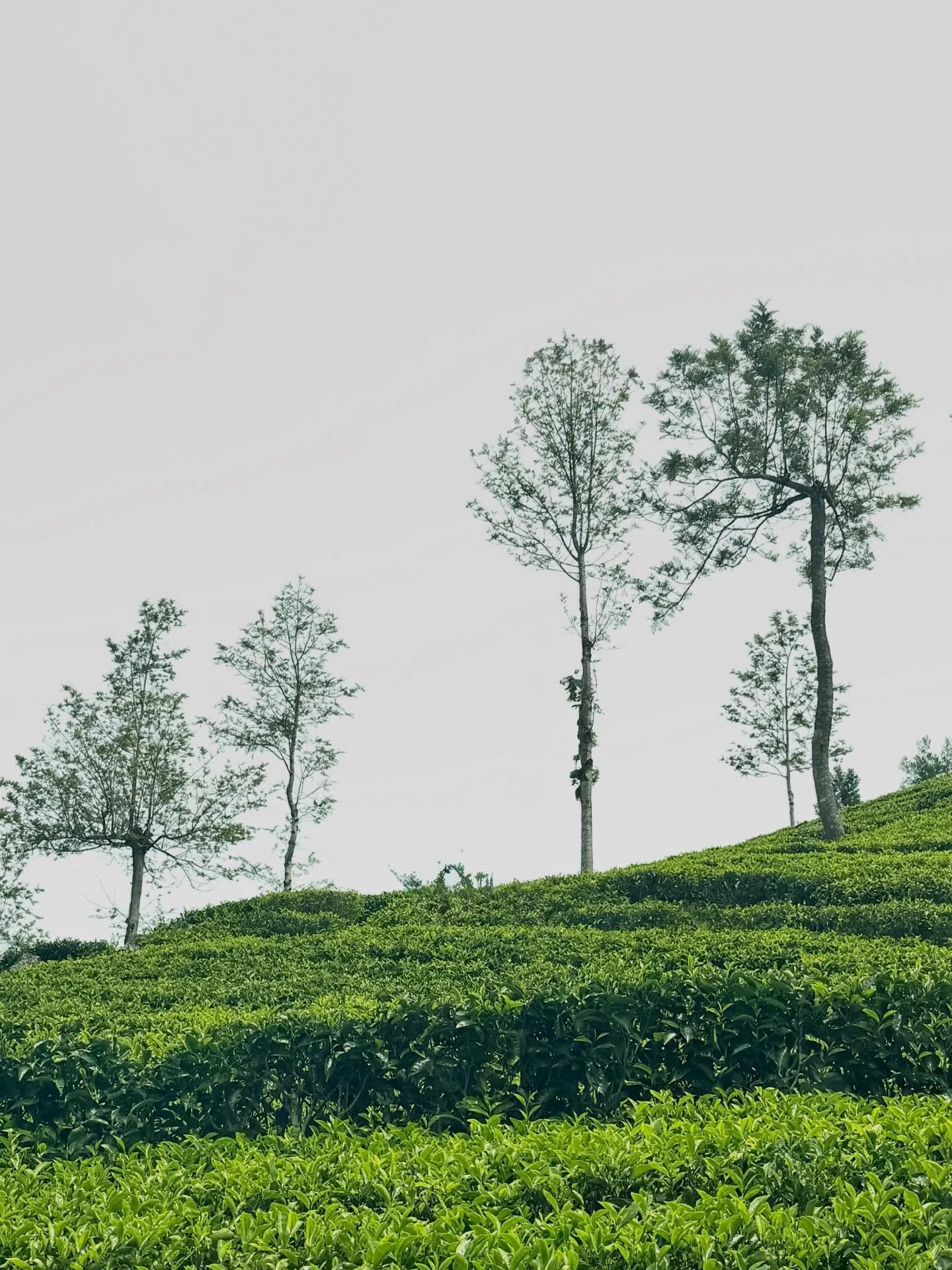 Sri Lanka is all about tea. Steep slopes are blanketed in so many shades of green and dotted with the colours of the  head scarves of the women working in the fields. We&rsquo;ve had a wild variety of exposures to tea during our time here. Check out 