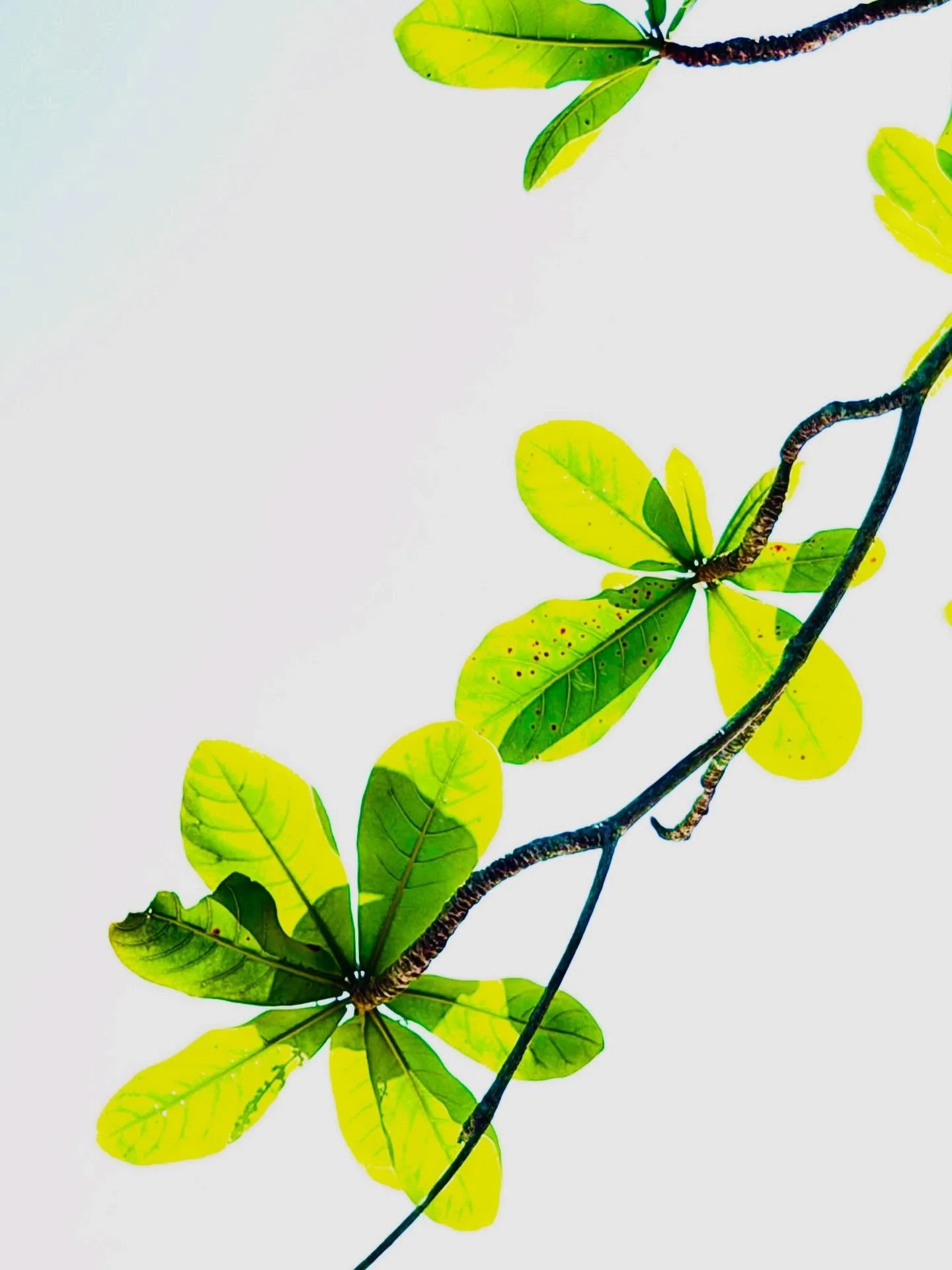 Contrast is a personality trait.