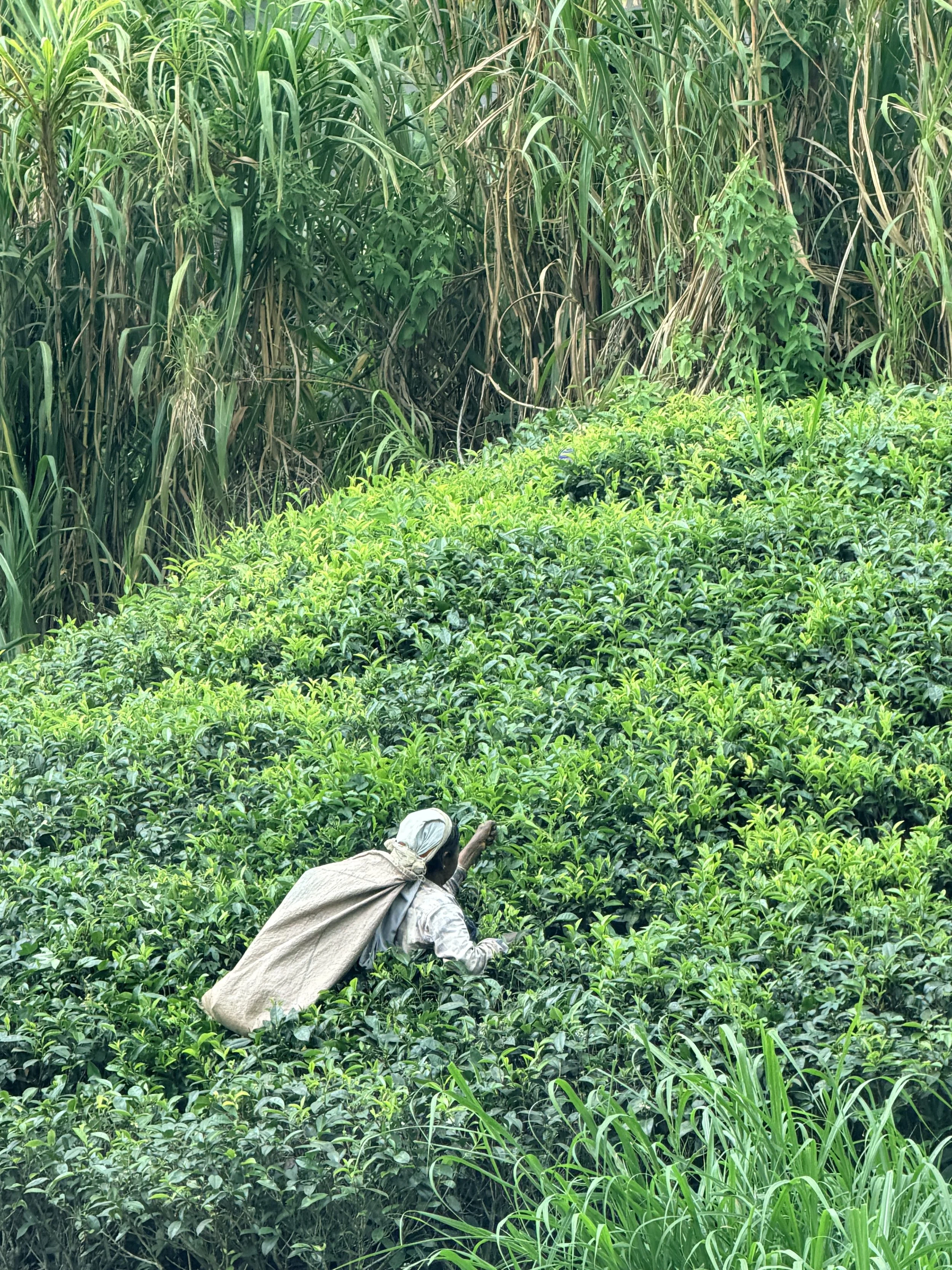 Leaf bags hang from the foreheads of the women who pick tea.  Each bag full should weigh close to 20kgs before they take it for weighing at the processing plant.