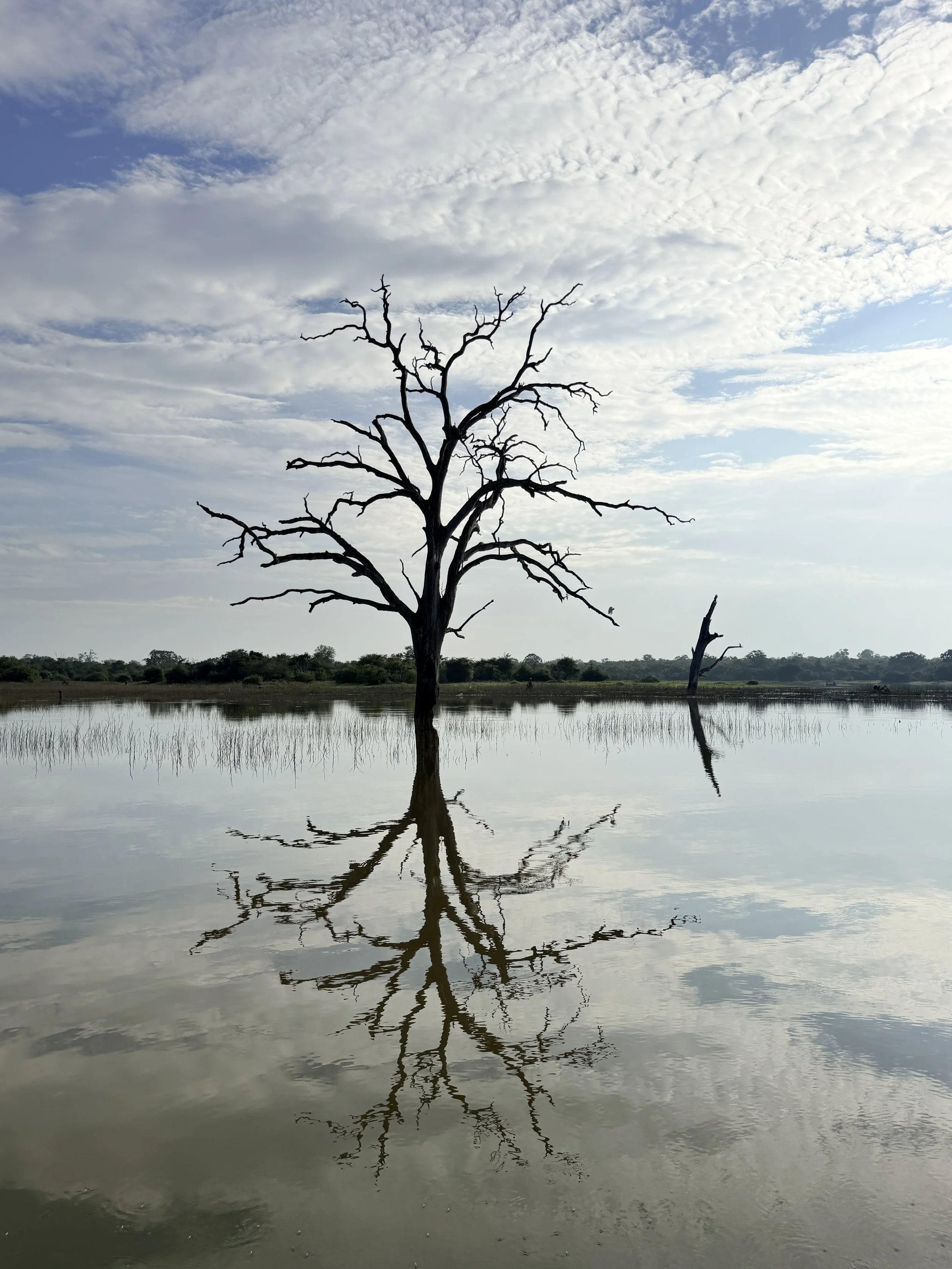 Trees.  So many trees.  So many tree photos.