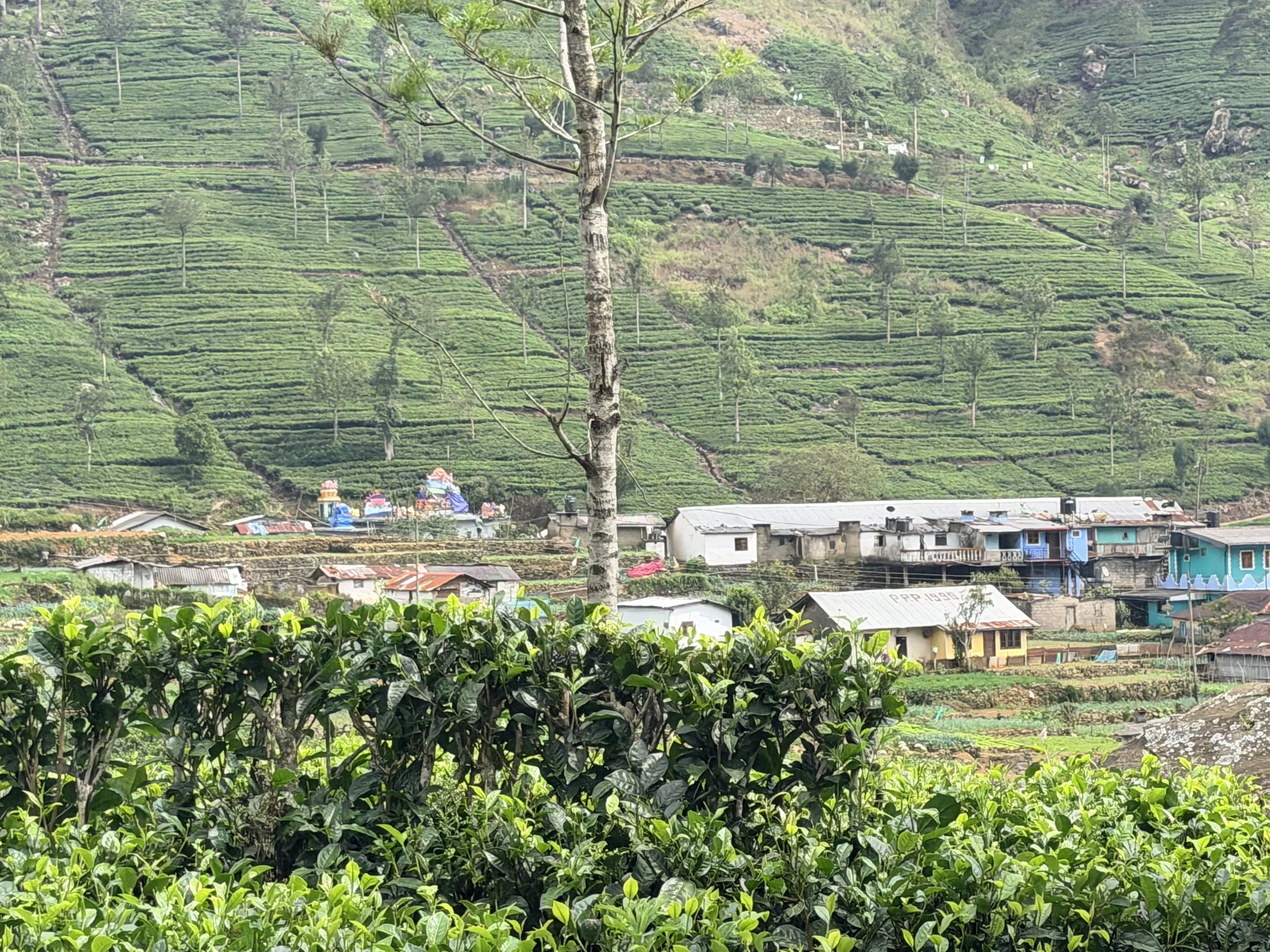 LIne houses where the pickers live