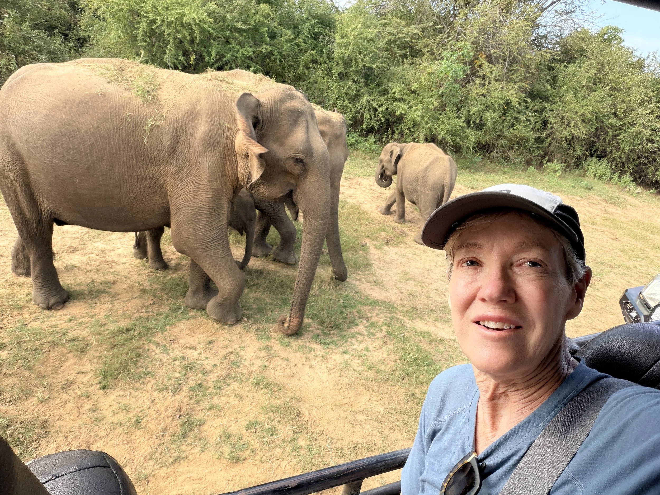 And more elephants!!!  Up closer!!