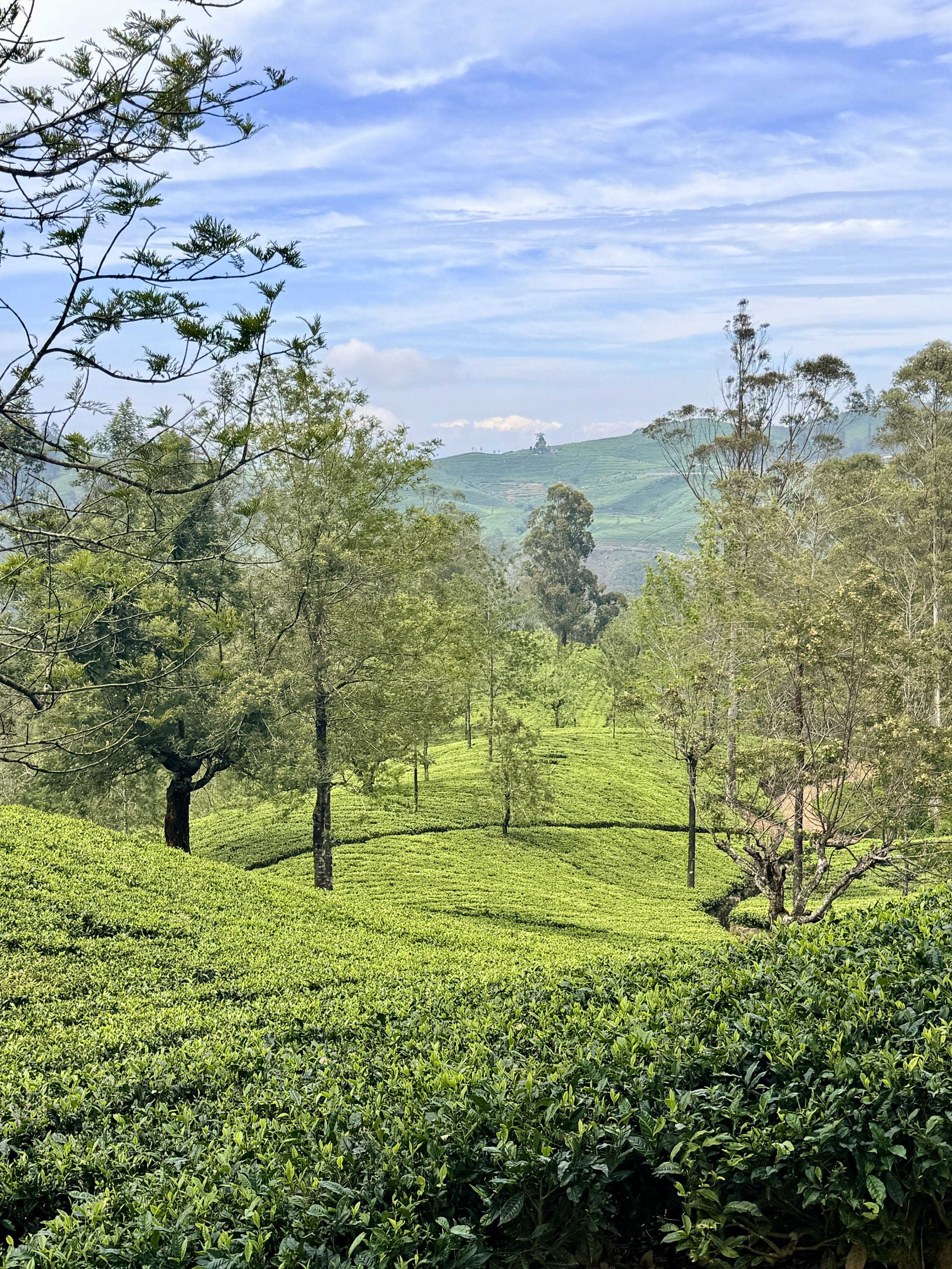 Trees are left scattered about the tea fields to provide much needed shade for the bushes.