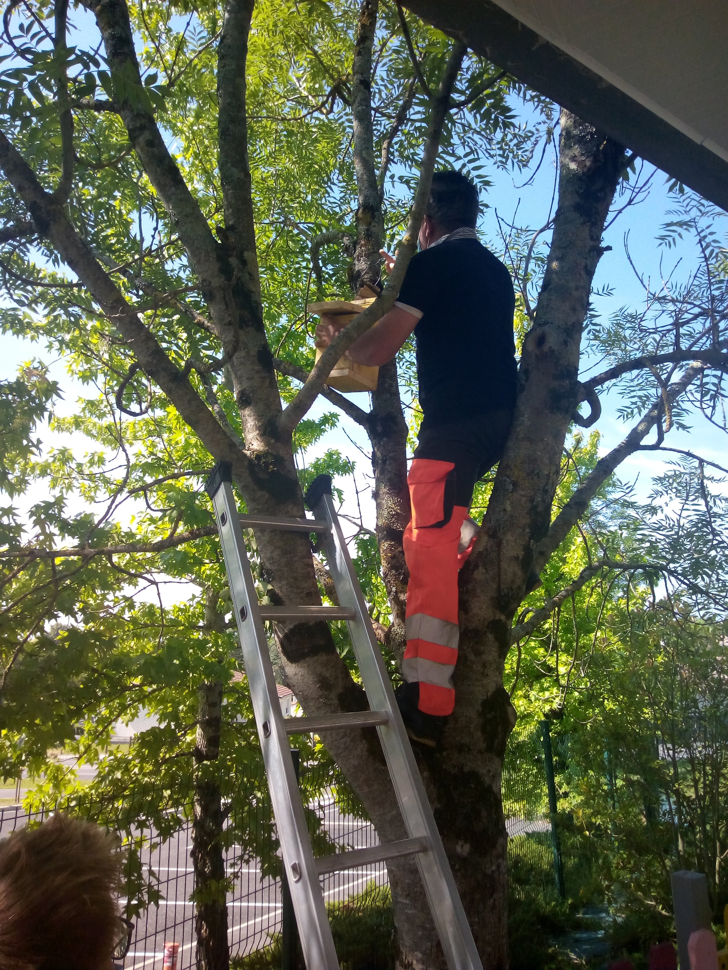 Un homme en tenue de travail grimpe dans un arbre à l'aide d'une échelle, probablement pour couper ou entretenir les branches, en plein jour avec un ciel bleu clair.