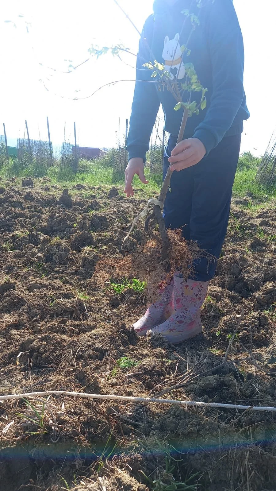 Une personne plantant un jeune arbre dans un champ ensoleillé, portant des bottes de pluie rose et un sweat à capuche.