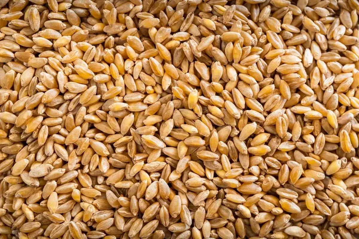 Close-up of a large quantity of raw barley grains.