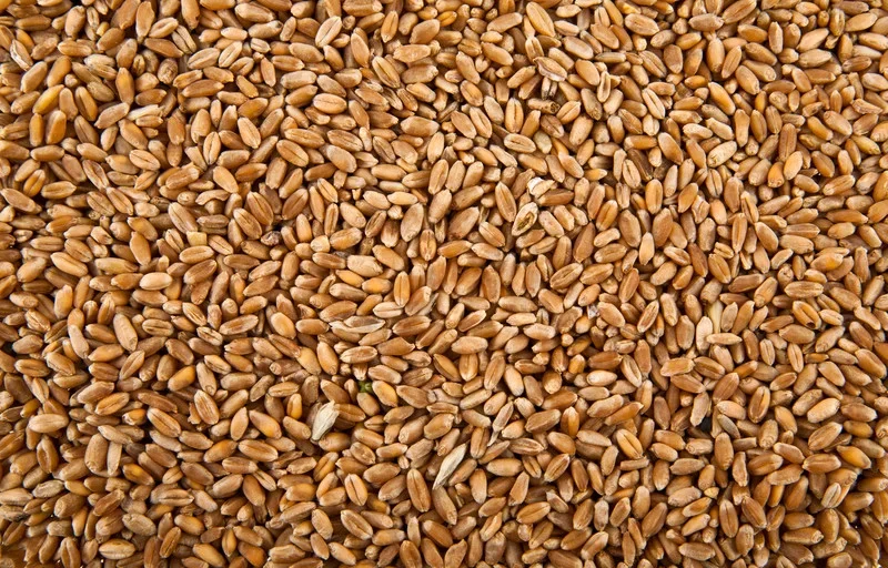 Close-up of a large heap of roasted flax seeds.