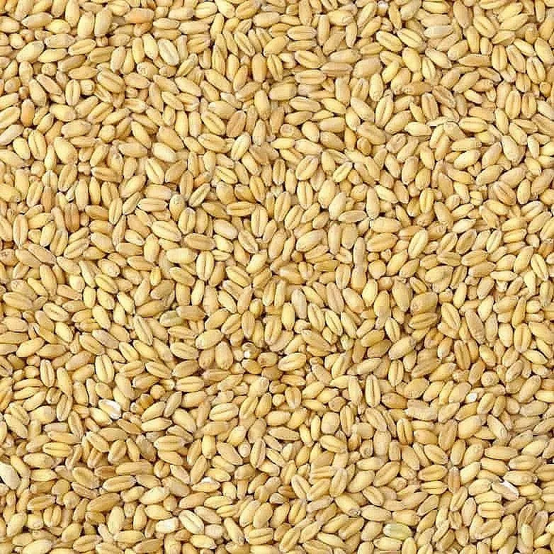 Close-up of a large quantity of barley grains spread out evenly.
