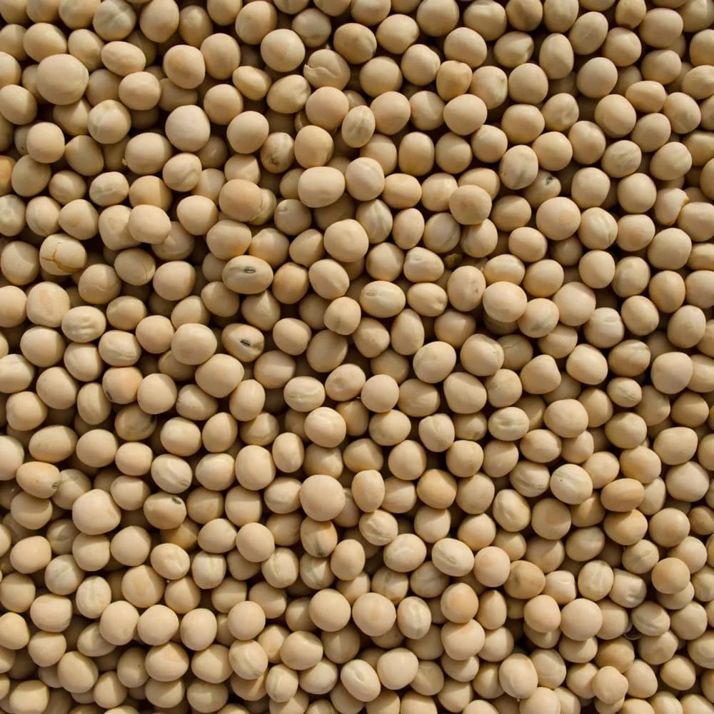 Close-up of numerous white mustard seeds.