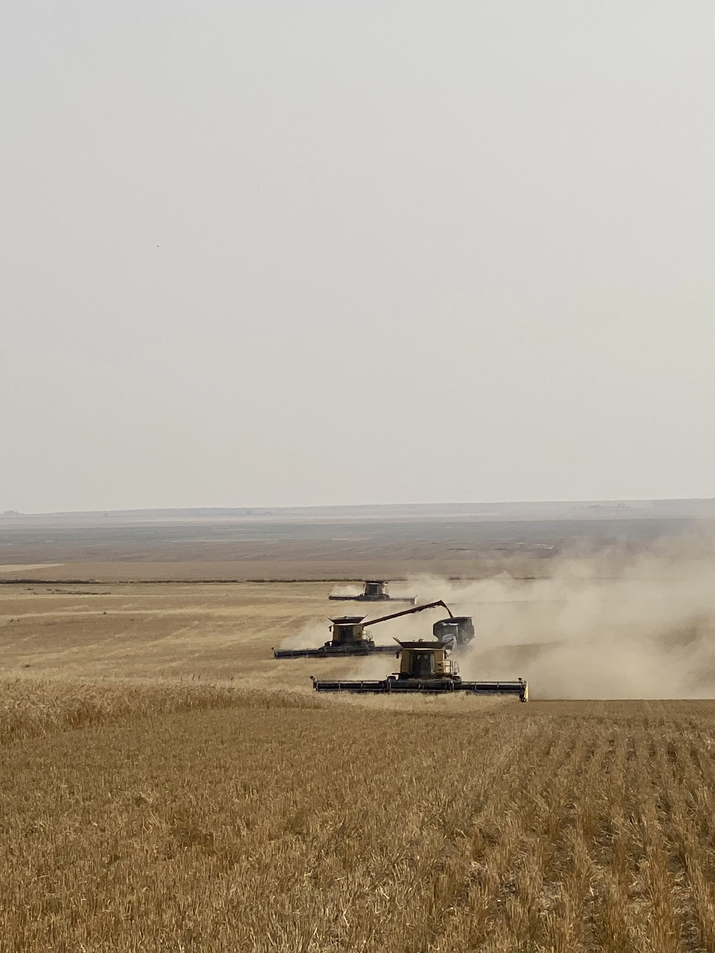 Three combine harvesters working in a golden wheat field on a clear day, dust rising behind them.