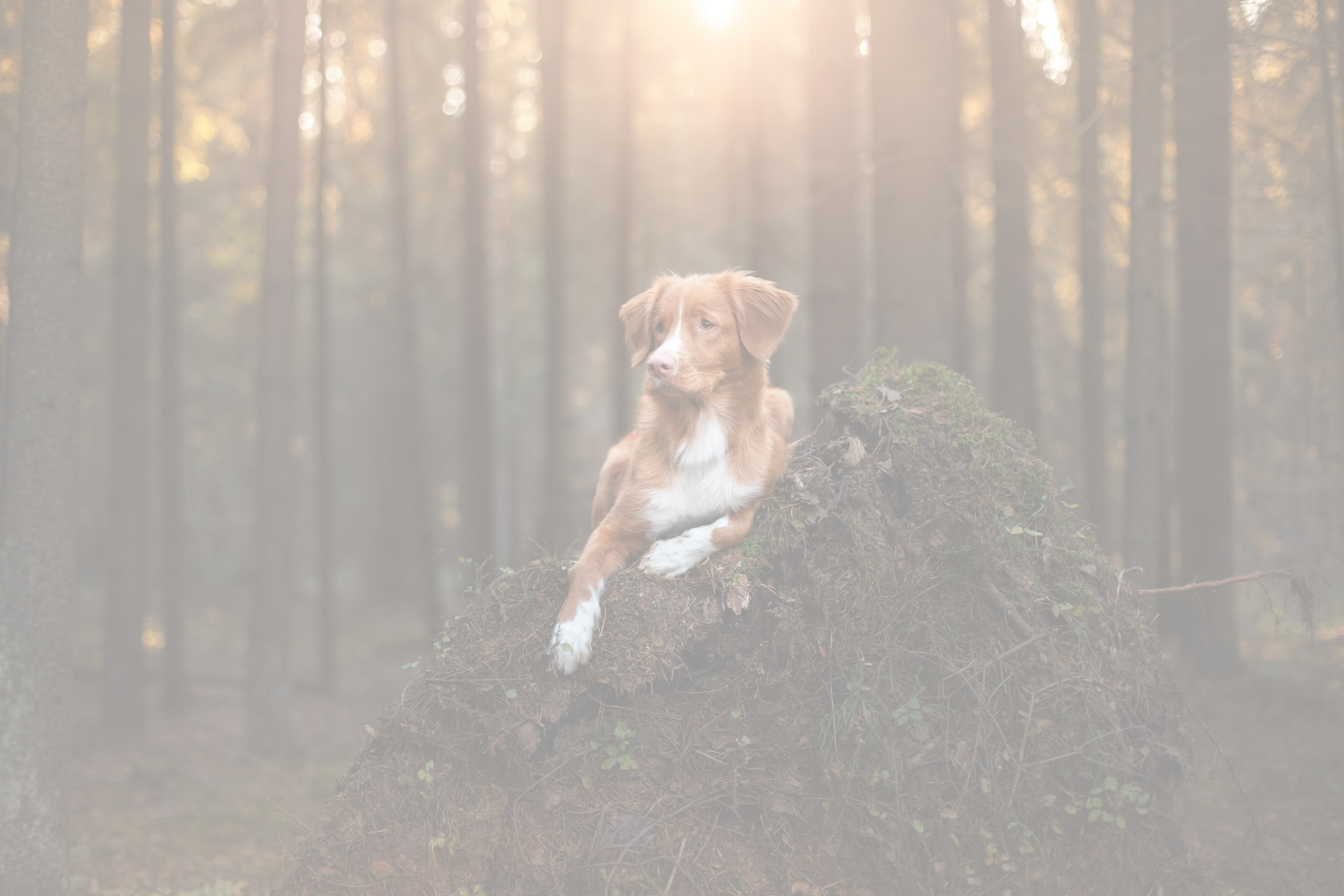 A dog laying on a mound of earth and moss in a forest, with sunlight filtering through tall trees in the background.