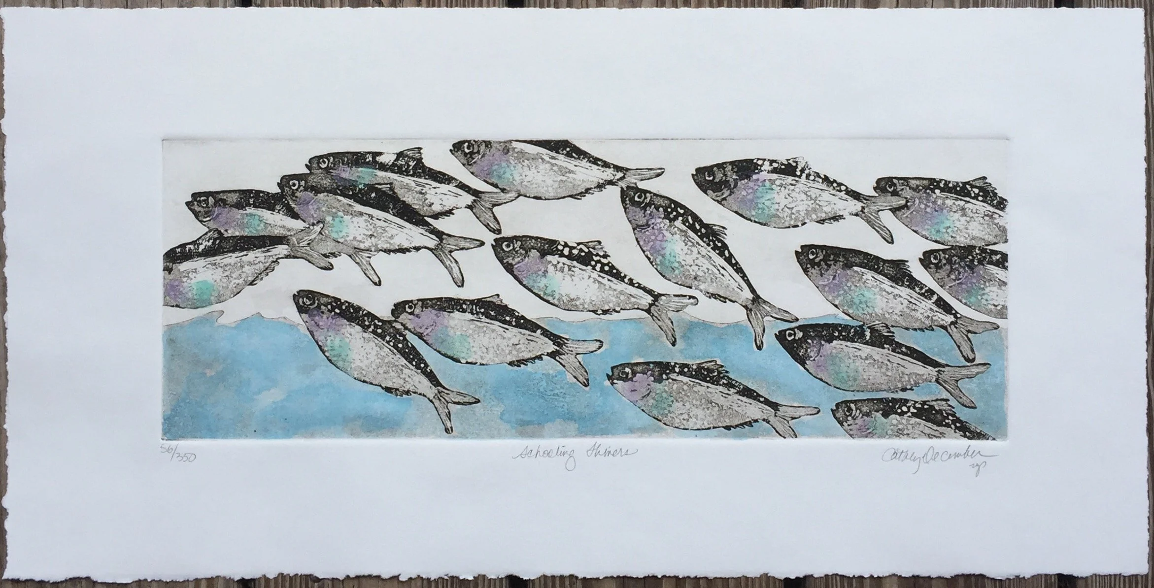 SCHOOLING SHINERS.jpeg