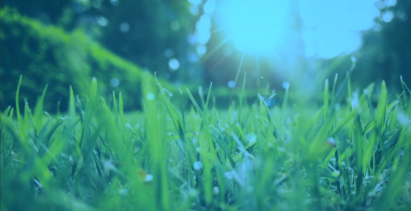 Close-up of green grass with sunlight shining through trees in the background.