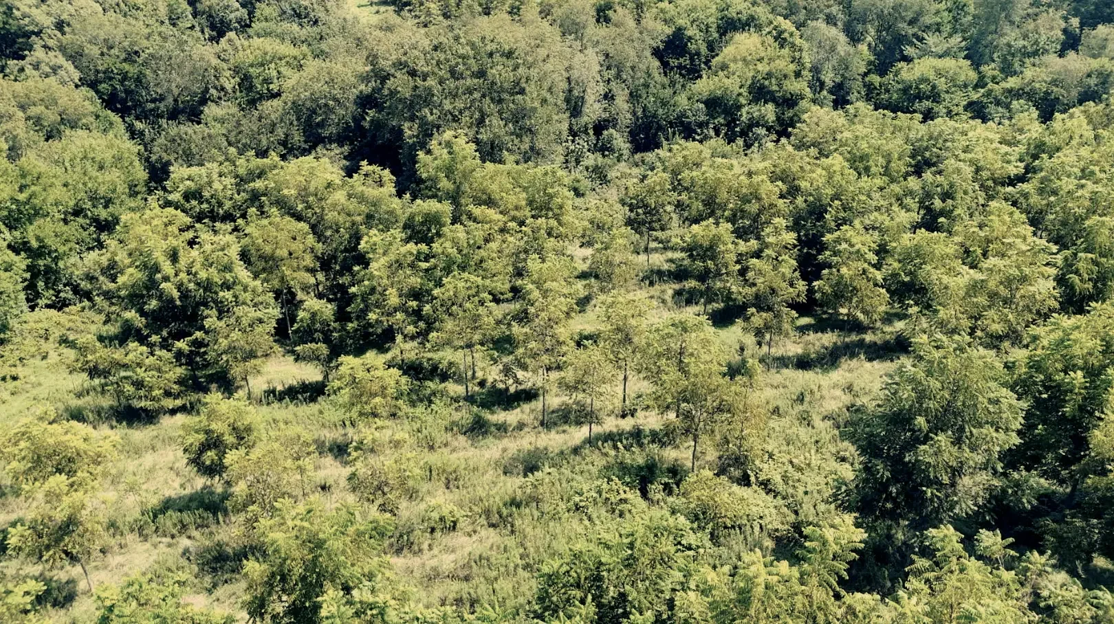 Land-for-Sale-LandCo-Farmland-for-Sale-2025-09-23-at-10.53.42-AM.webp