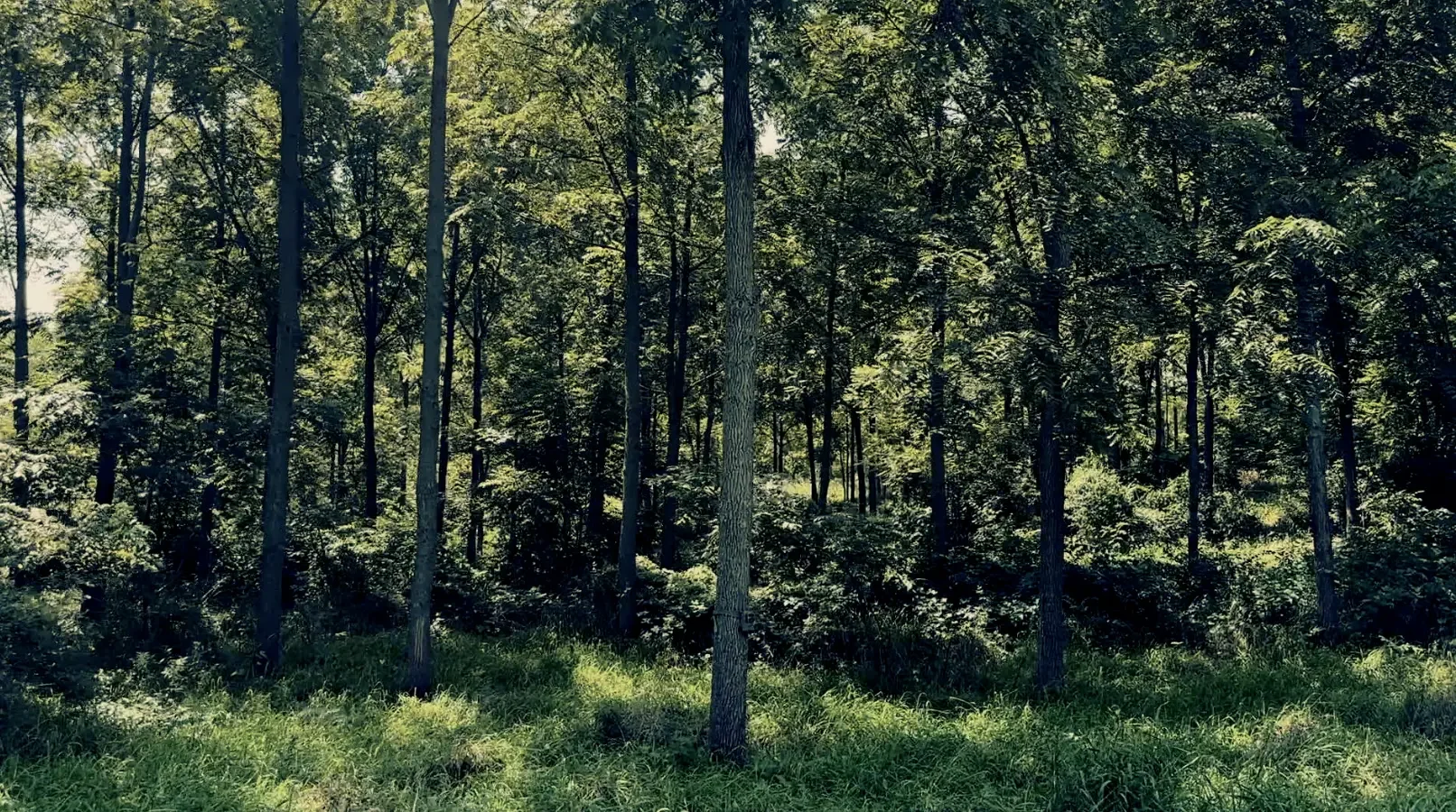 Land-for-Sale-LandCo-Farmland-for-Sale-2025-09-23-at-10.55.08-AM.webp
