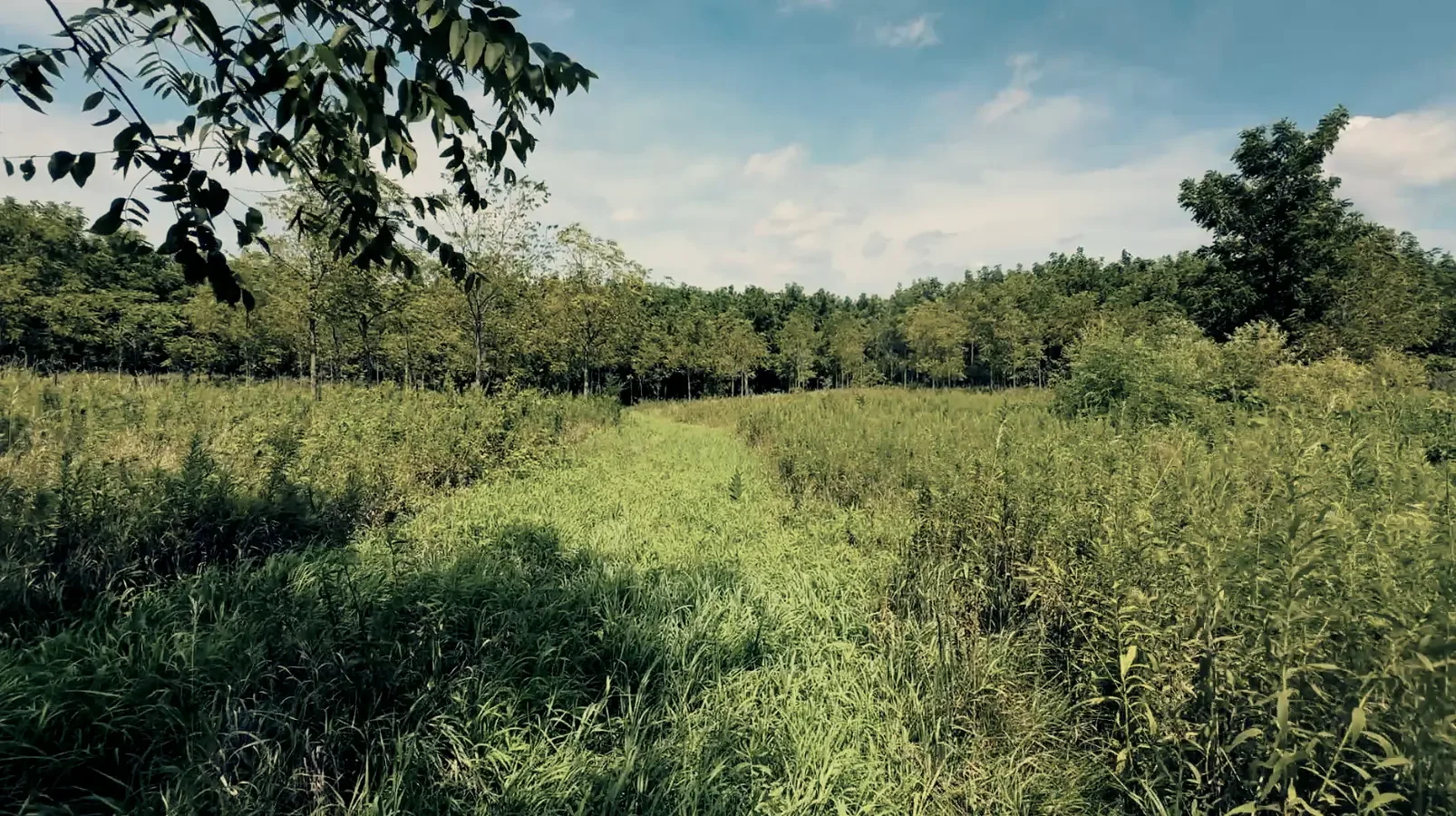 Land-for-Sale-LandCo-Farmland-for-Sale-2025-09-23-at-10.55.44-AM.webp