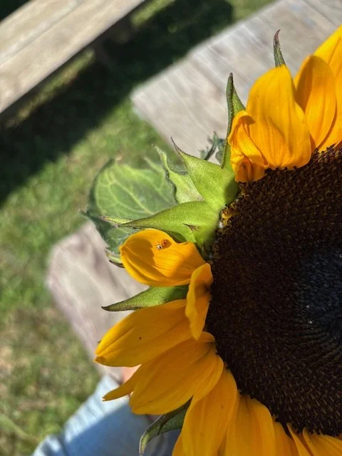 How to Live as Your New Self